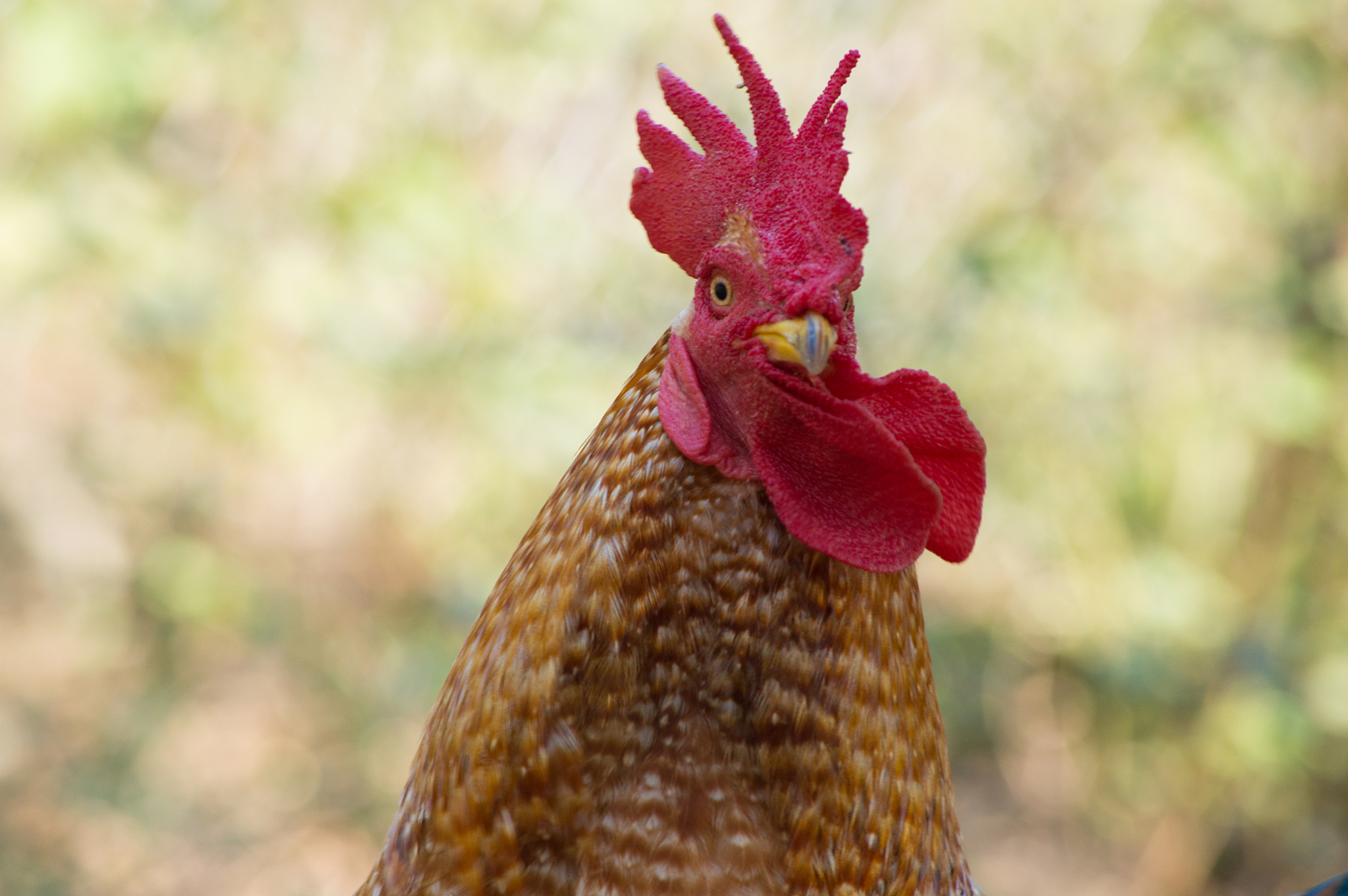 鸡你太美什么梗