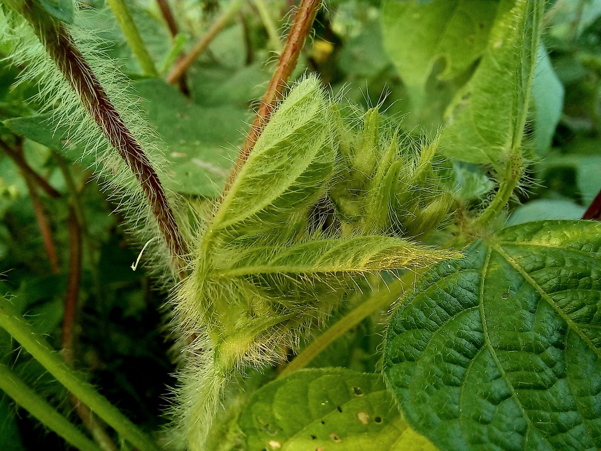 农业棒孢菌在黄瓜生产方面的危害