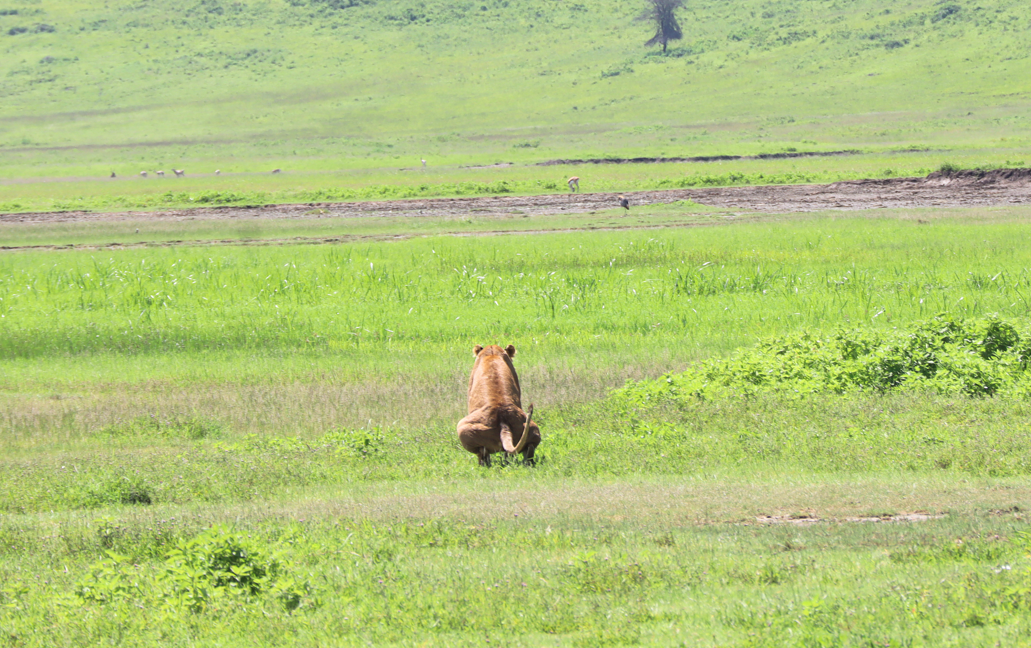 a lioness feeling the call of nature in the ngorongoro crater