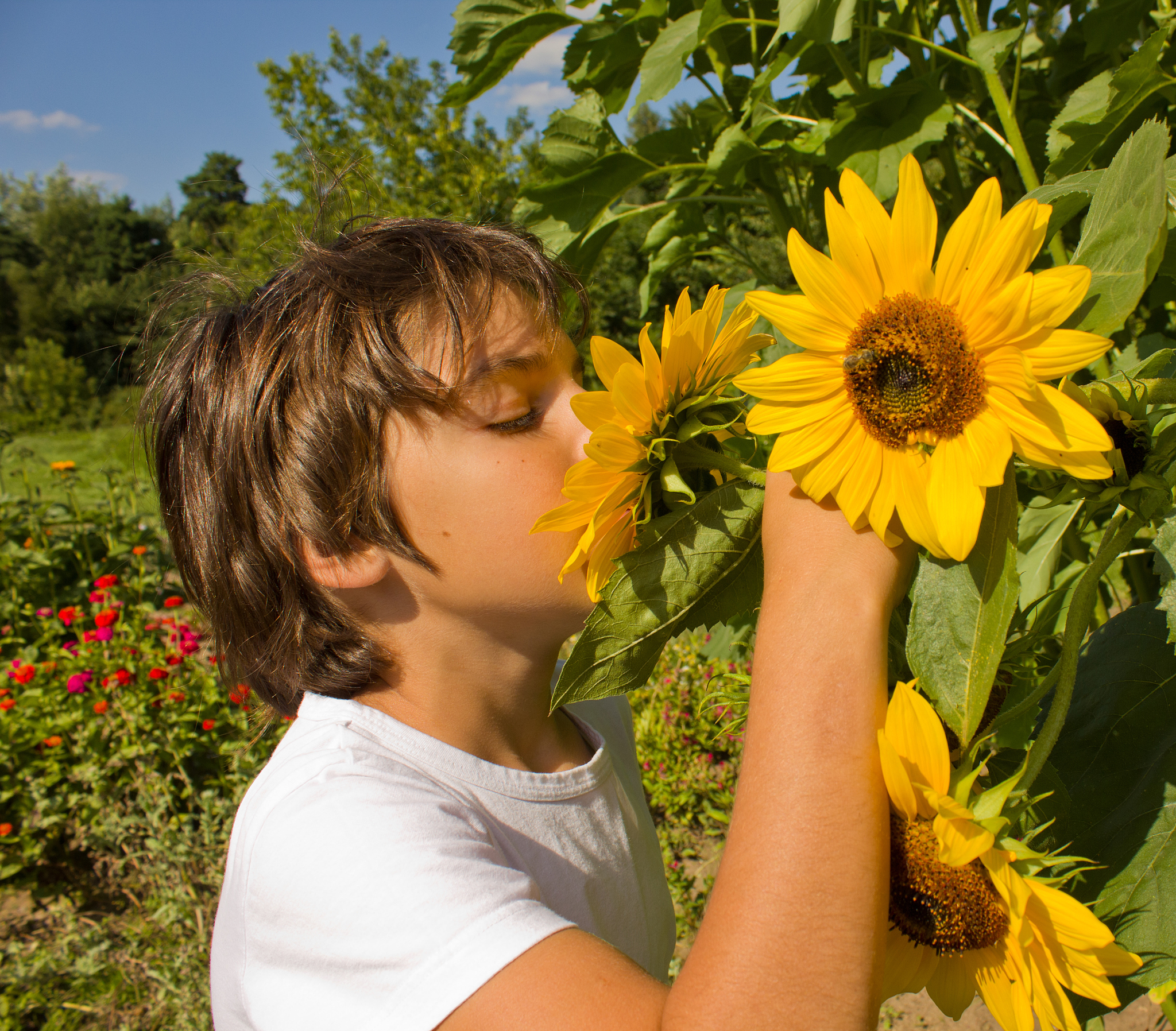 描写向日葵的四字词语10个