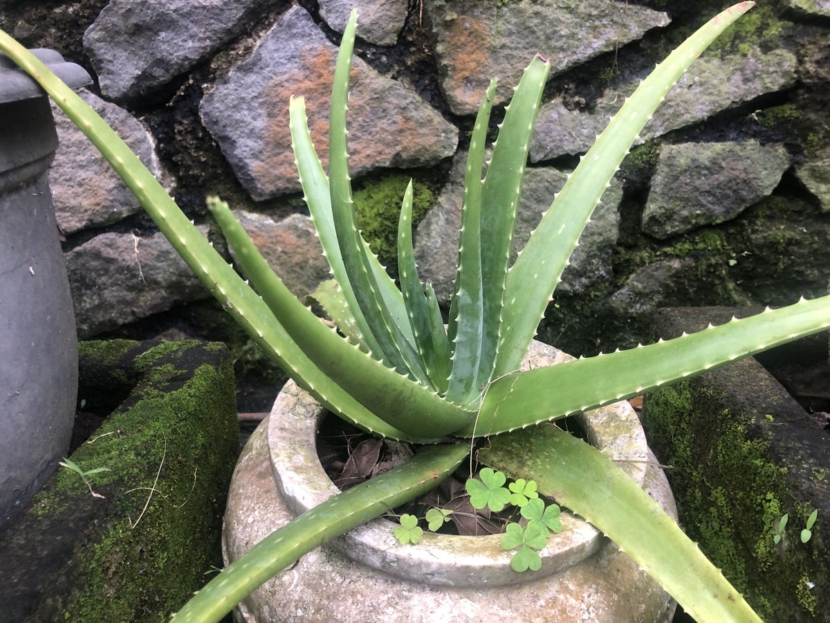 芦荟是灵草吗？真相揭秘！