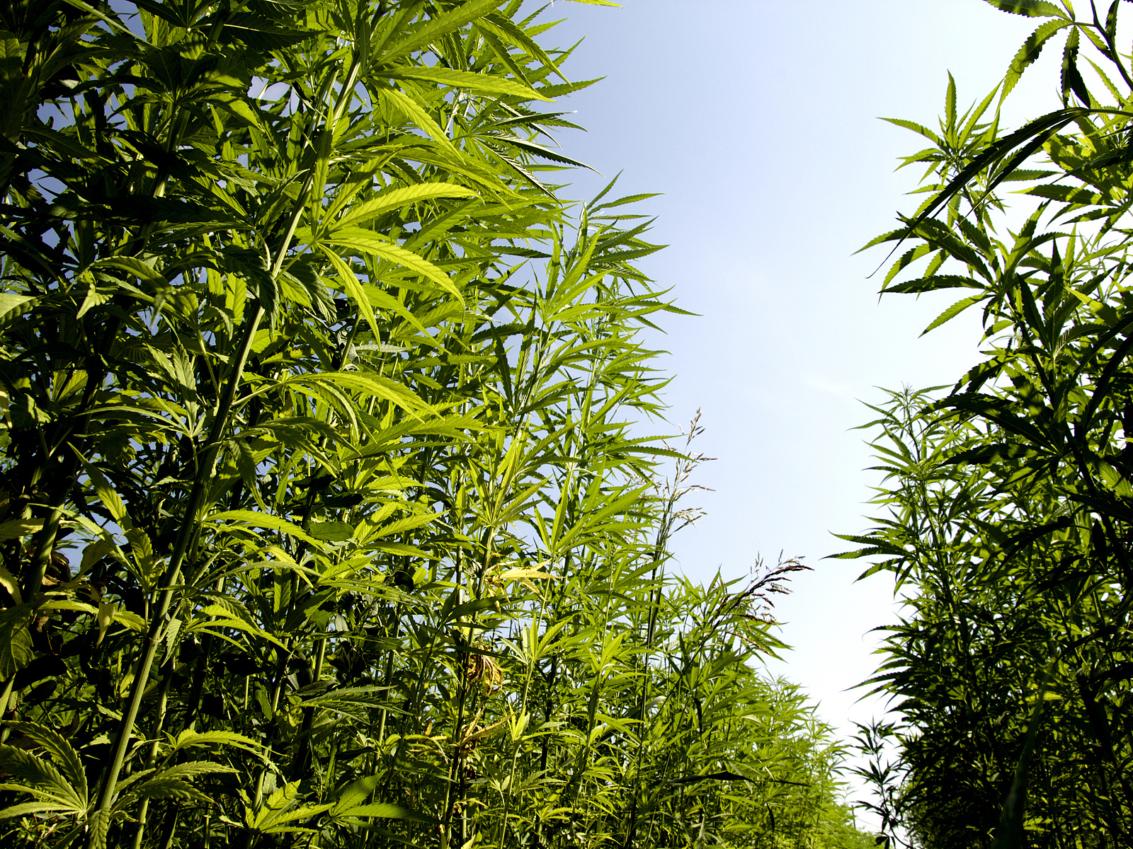 作物栽培学与耕作学博士申请：为农业可持续发展贡献力量