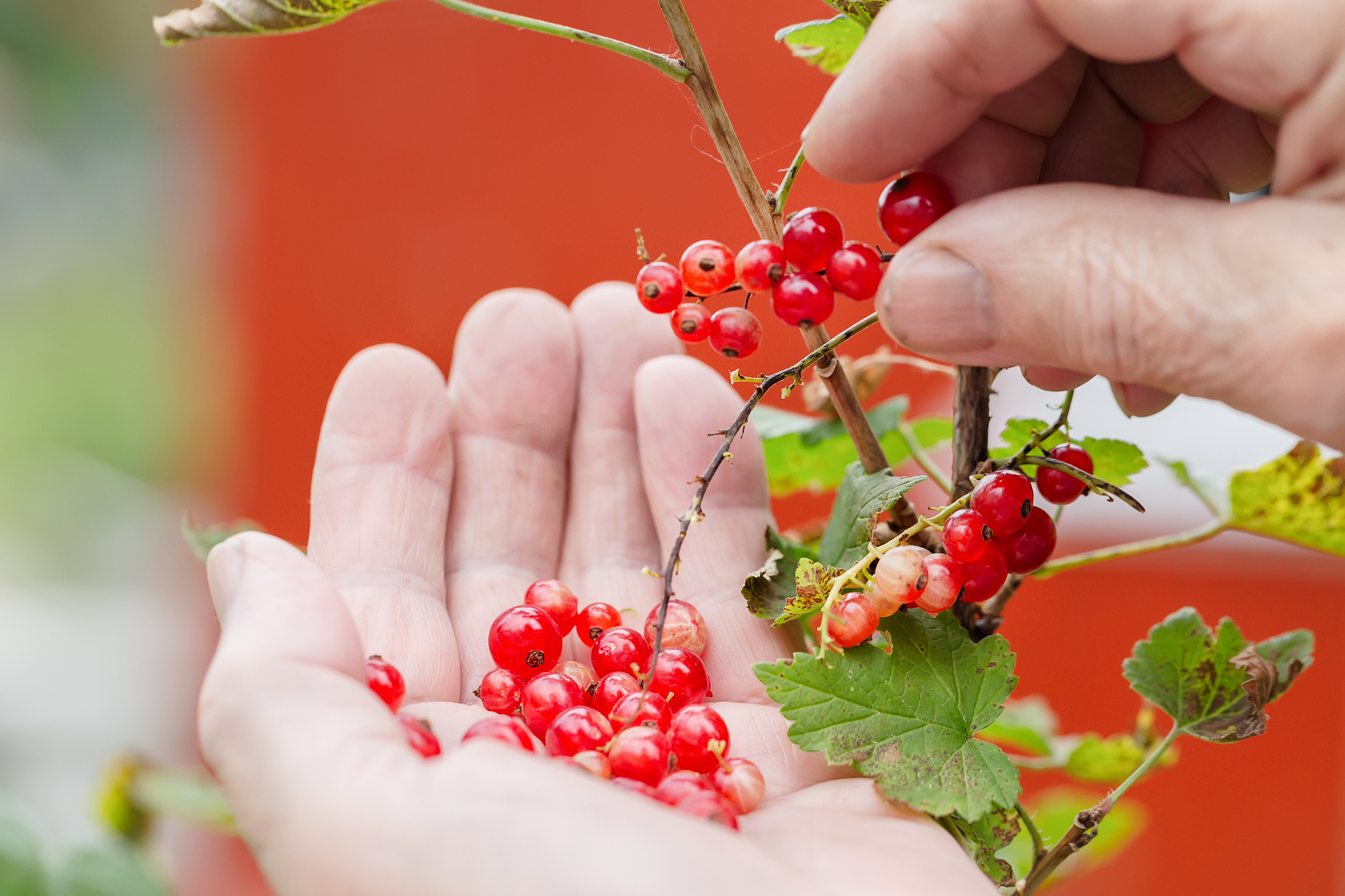 gardening and harvesting concept. branch of red currant in old m