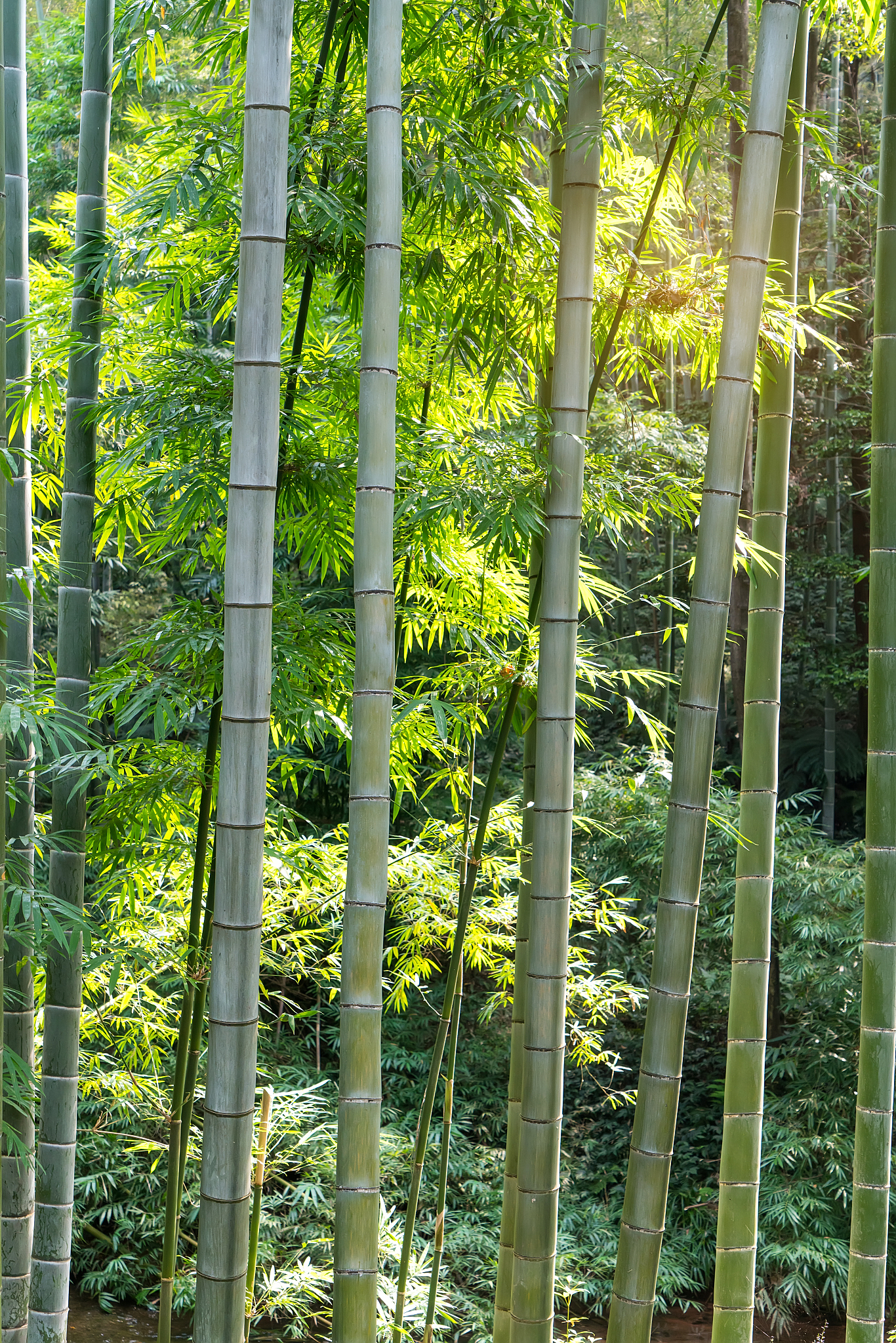 green bamboo in a forest