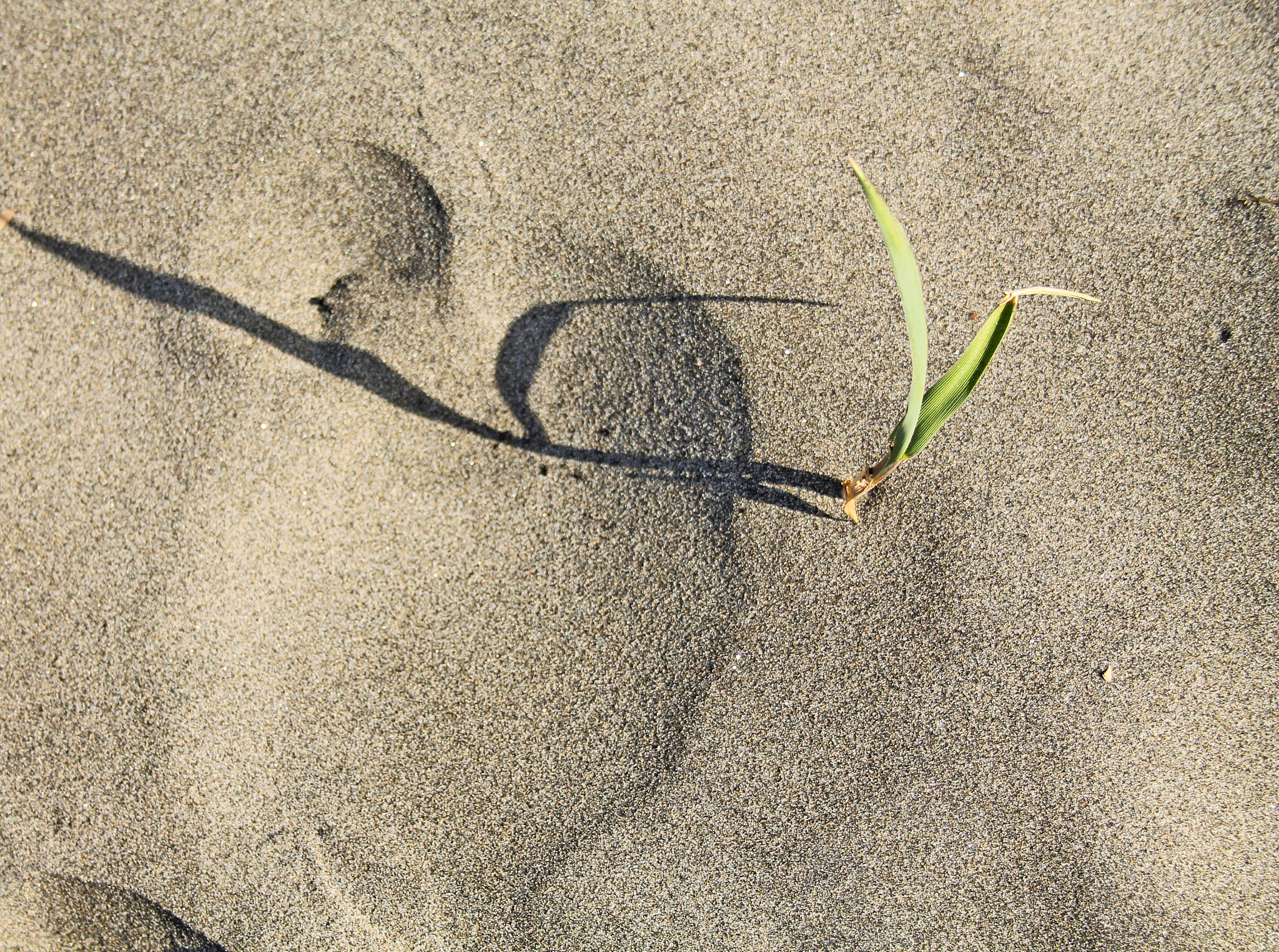 out of the sand