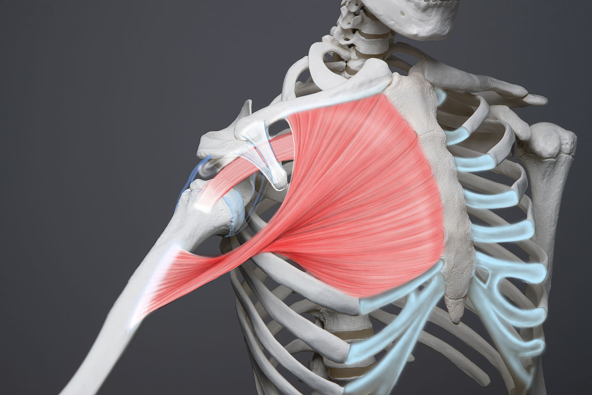 肩部肌腱炎指的是以下哪两条肌腱