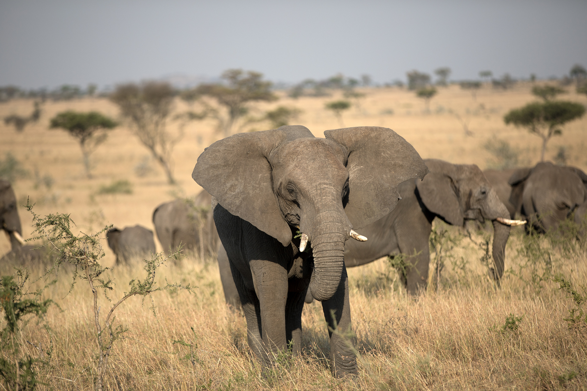 an elephant herd in tanzania