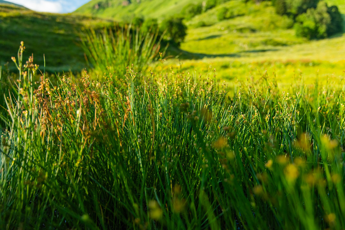 垂直地带分异规律