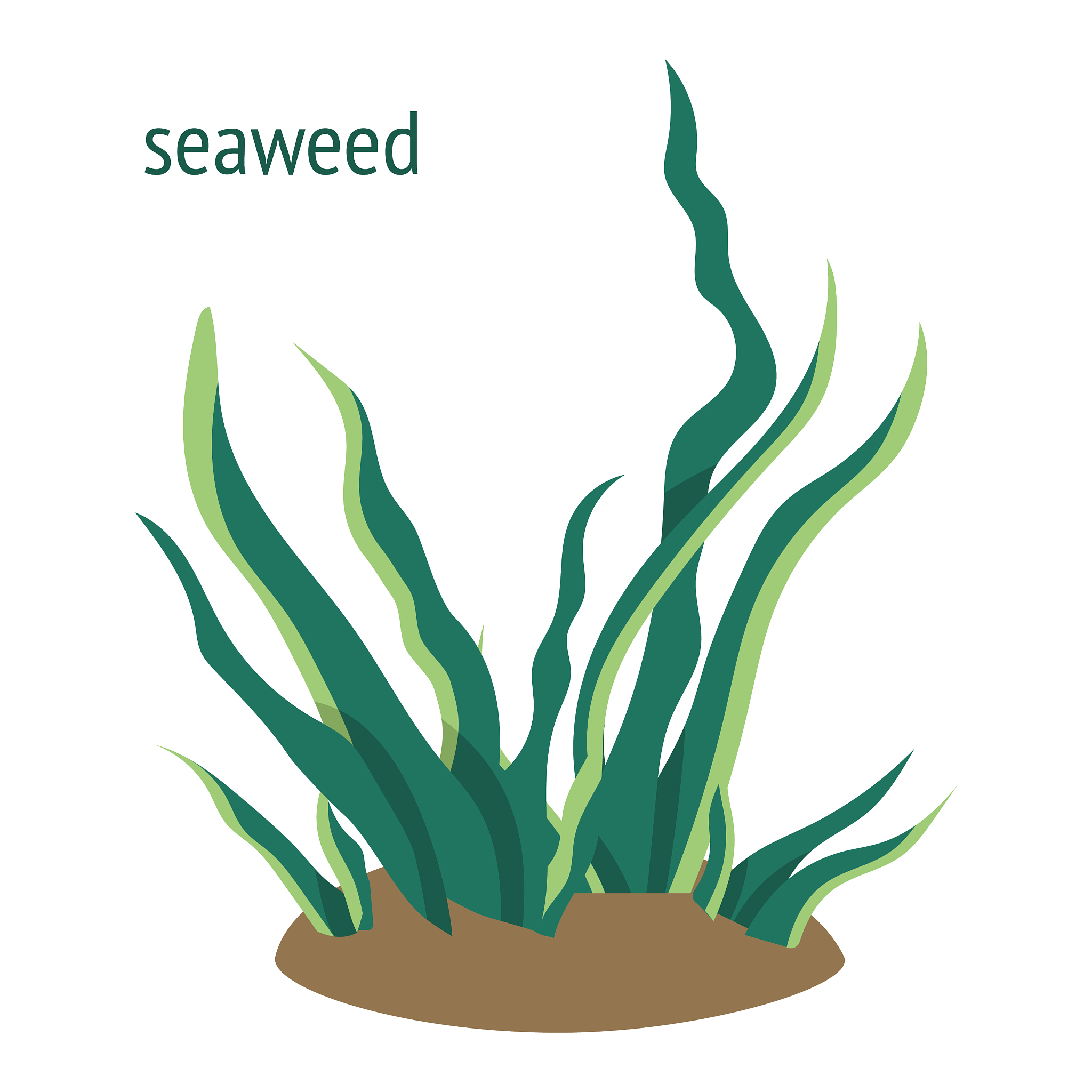 green algae