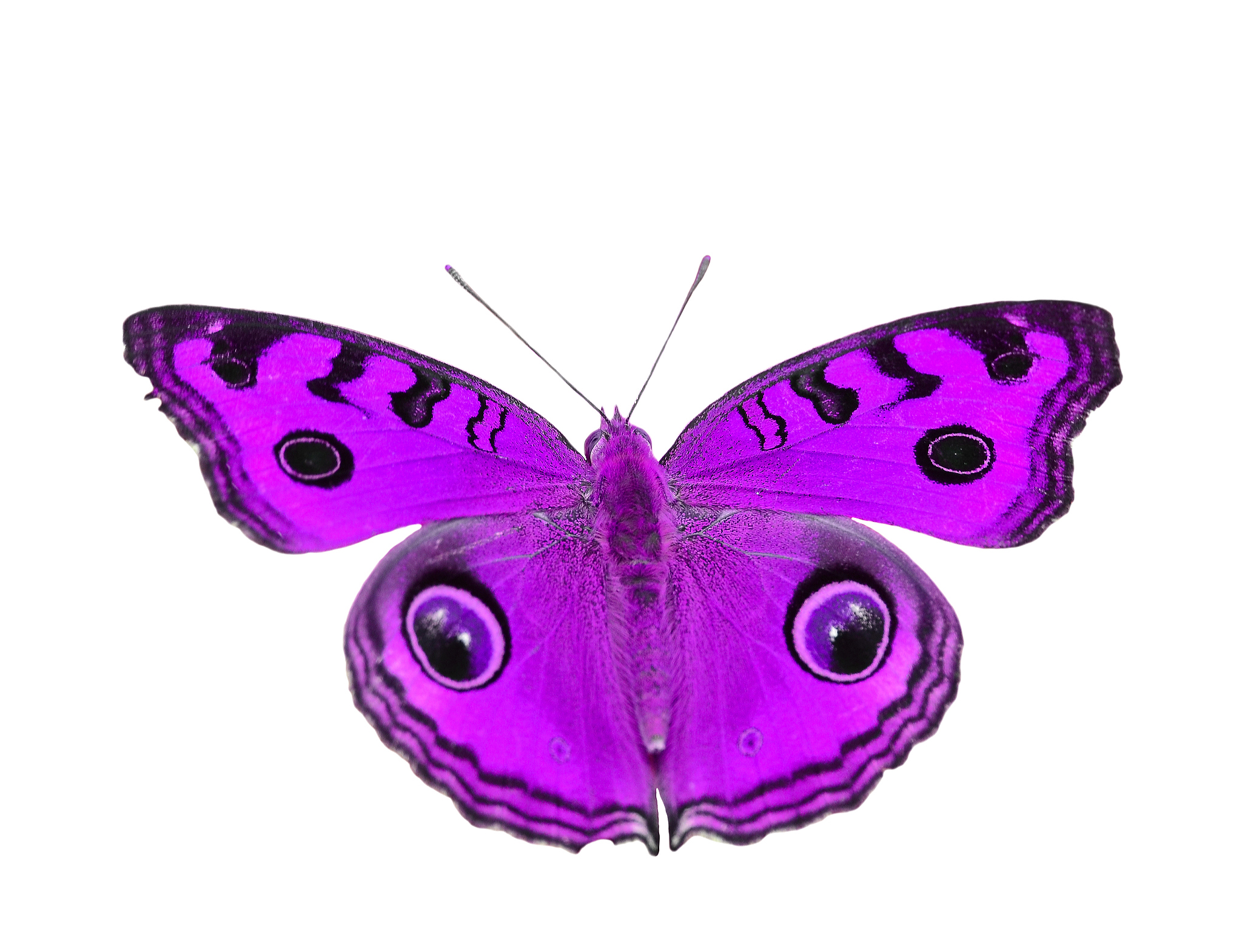 做一款以收集蝴蝶为主题的模拟经营类游戏，你会总结那些特点
吸引到玩家来游玩？
若想和星露谷物语相似的游戏体验相似的话，需要如何整理你所列出的各项要点？可以展开的细致一些
我还需要在游戏内设置山的海拔概念，可以在山里探索。
可以和游戏内的NPC互动，NPC大约20人，少数普通人，多数是各科蝴蝶的分类专家，玩家在山里探索的时候偶遇这些NPC后，他们会提供玩家相应的提示和蝴蝶知识
就以上描述，再细致展开游戏内容描述和玩法。