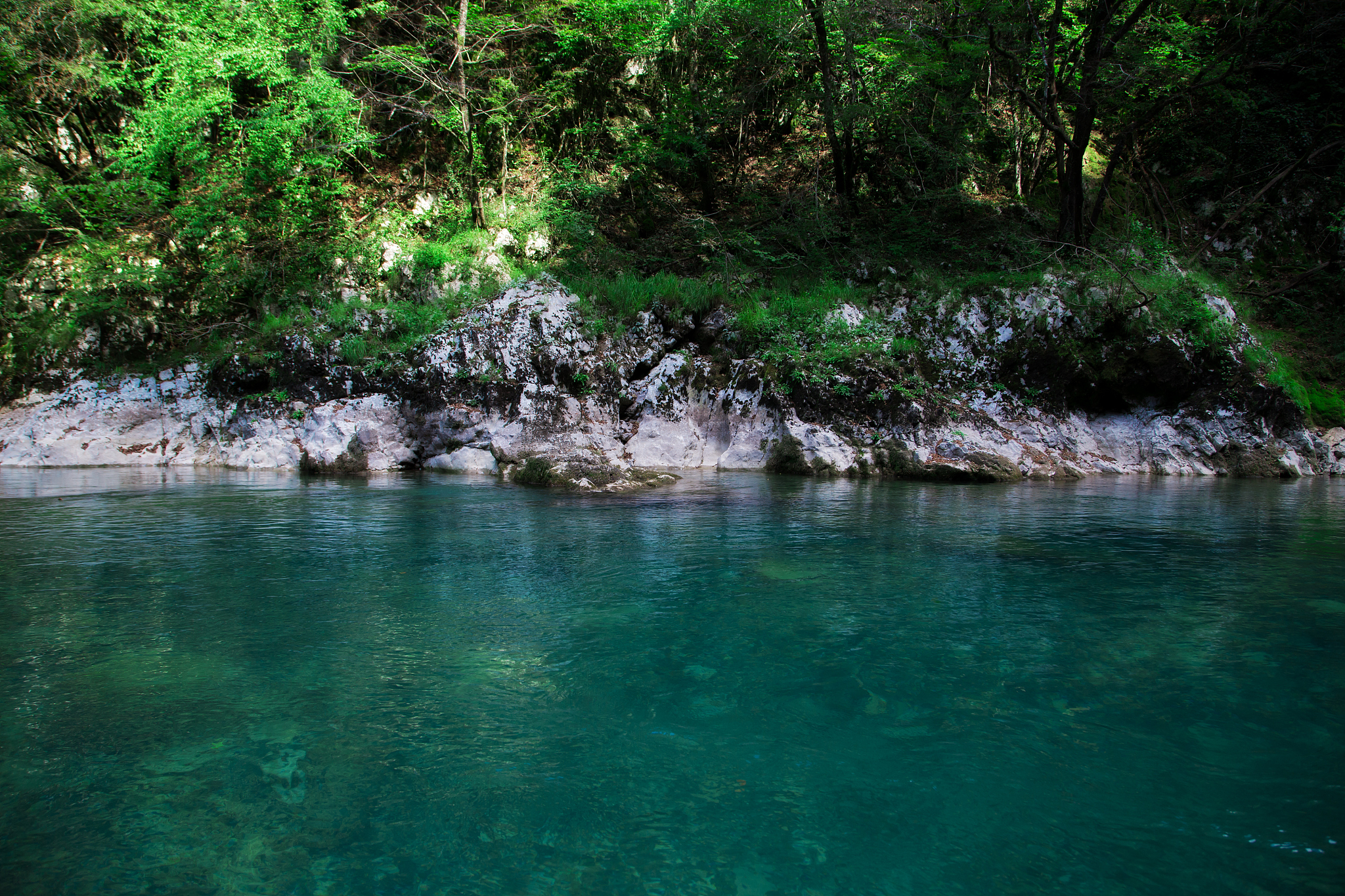 clear blue river near green forest, nature landscape