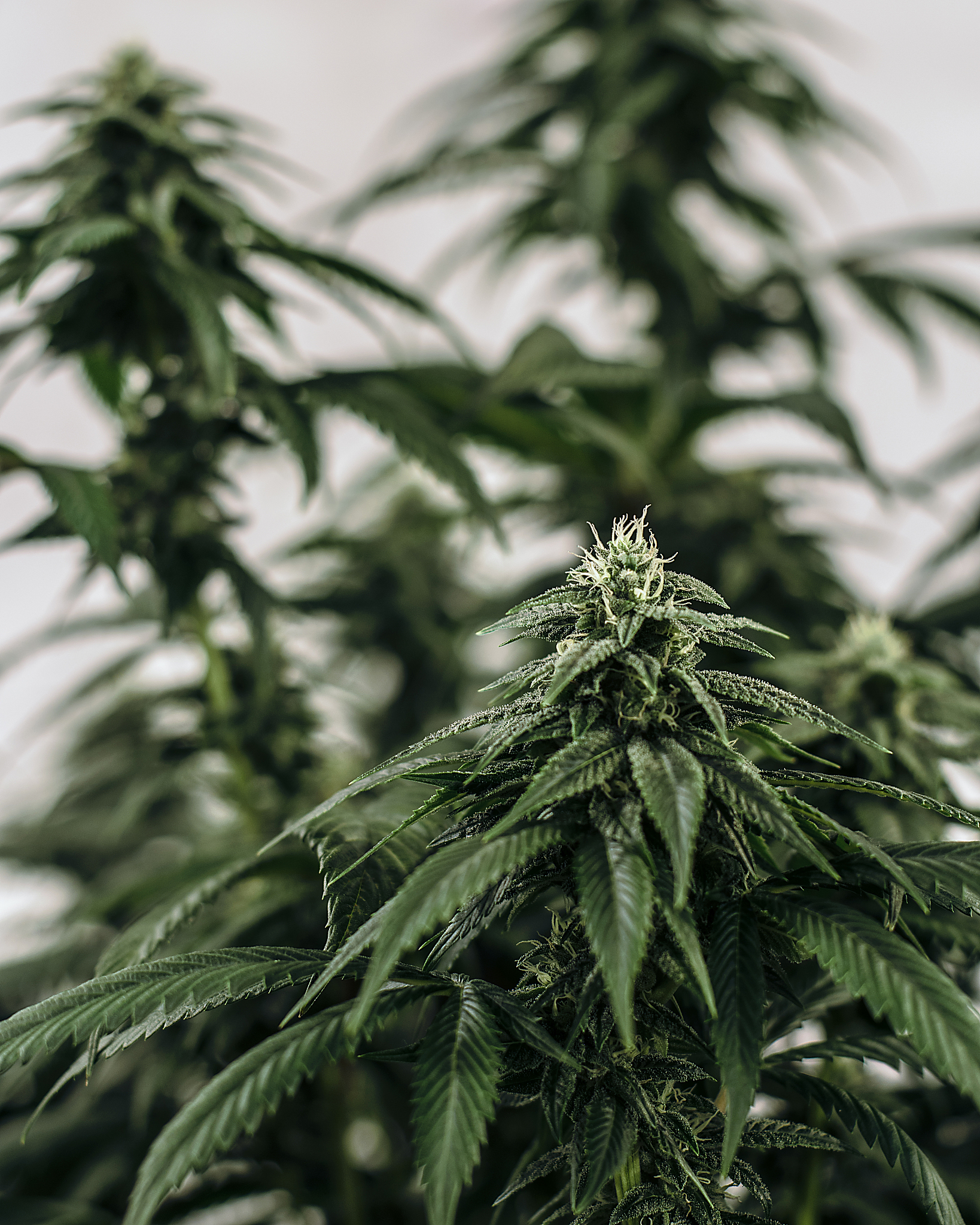 live cannabis macro bud shot