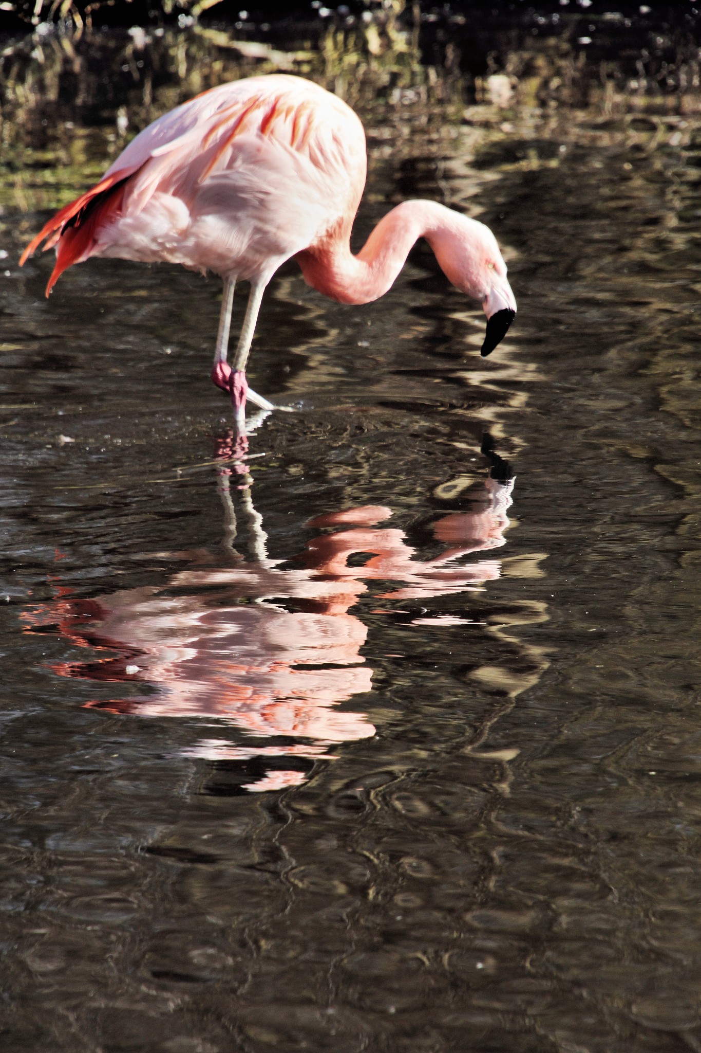 a picture of a flamingo with reflection