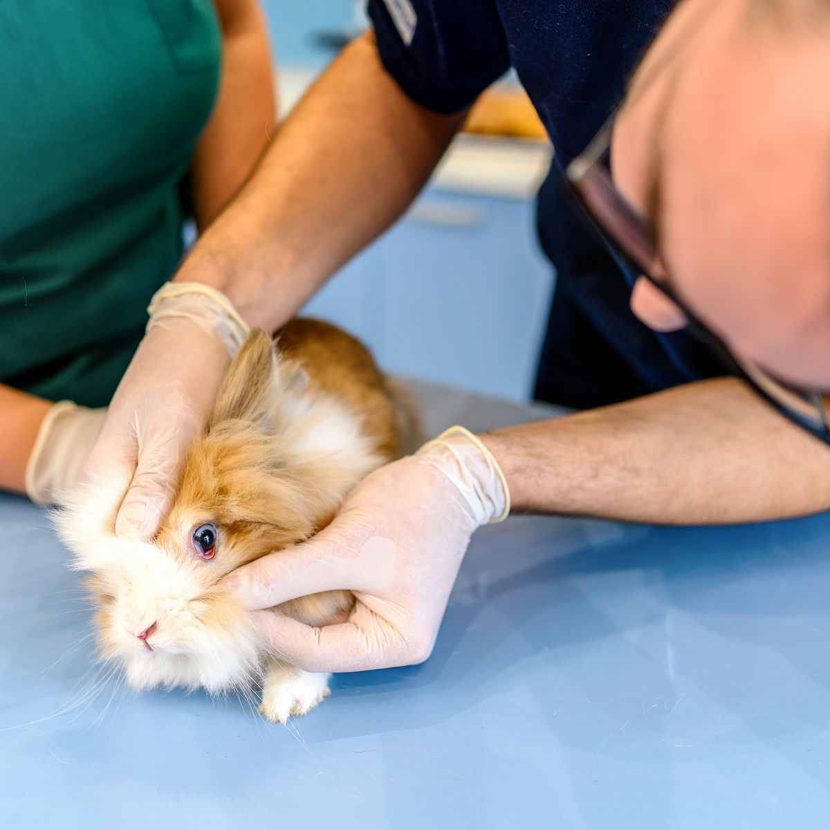 曲靖兽医学校五年制招生简章 | 2019年招生信息