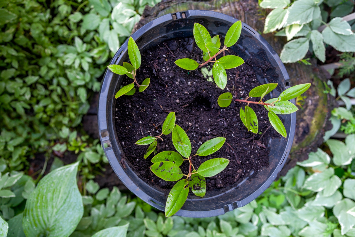 刺梅怎么扦插能活了？存活率有多少