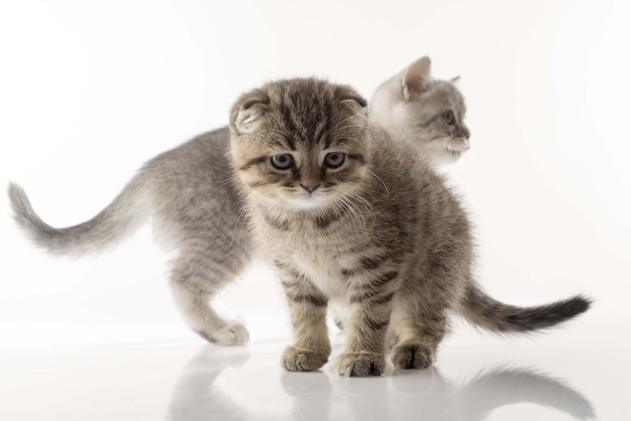 portrait of a cute kitten of a scottish fold cat on a white back