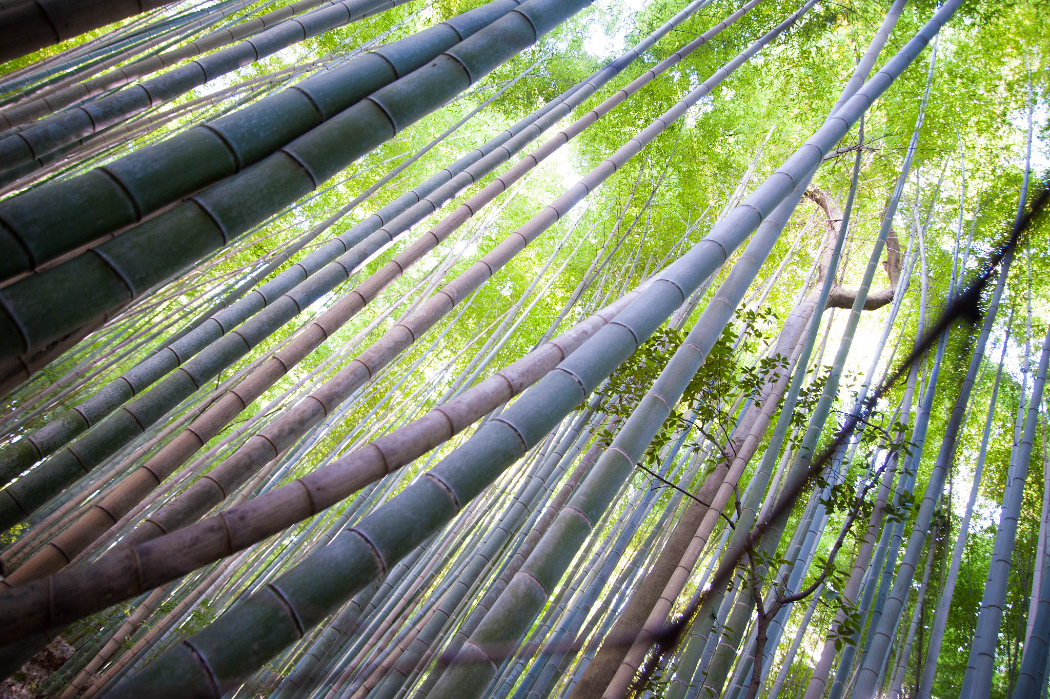 bamboo