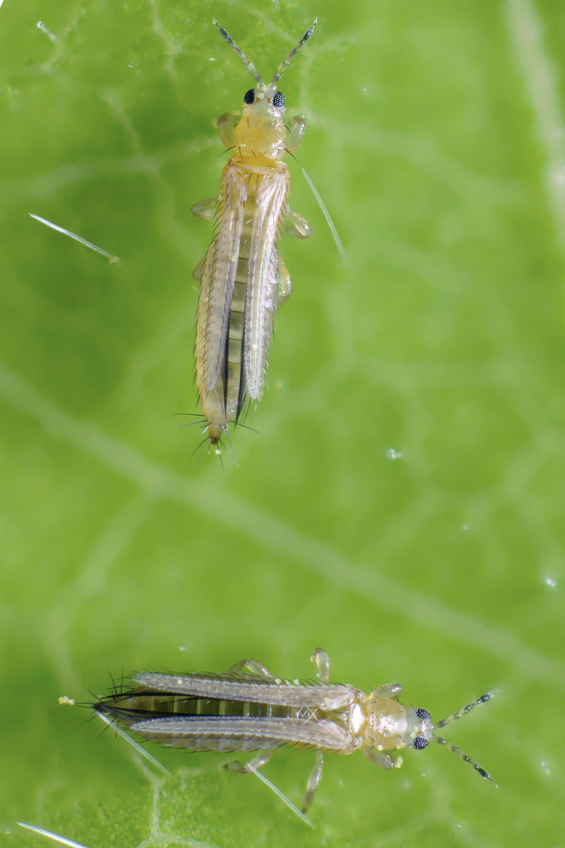 永德县职业教育中心烟草生产与加工专业2022年招生