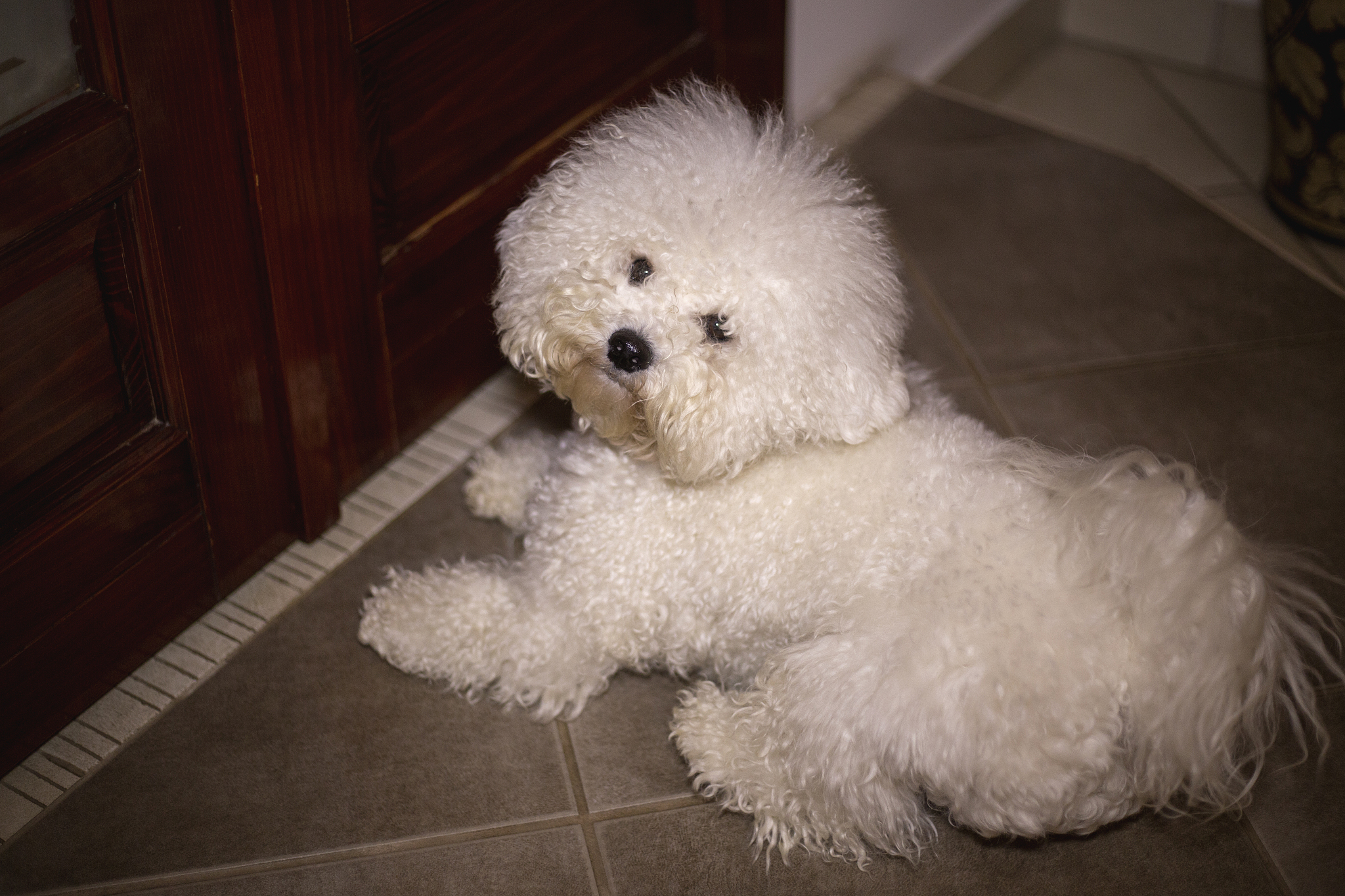 Flight 小型犬哪个品种不容易掉毛？