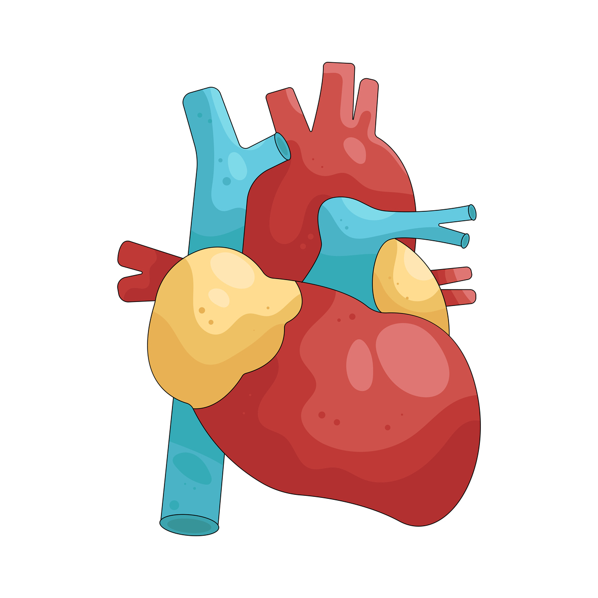 冠状动脉粥样硬化性心脏病患者护理：问题与建议