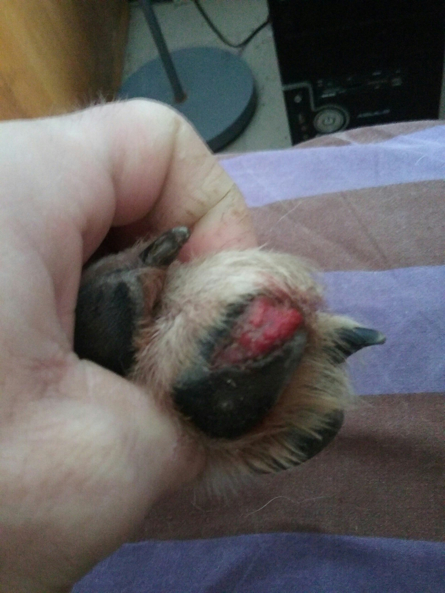 犬胆囊黏液囊肿：症状、治疗和护理