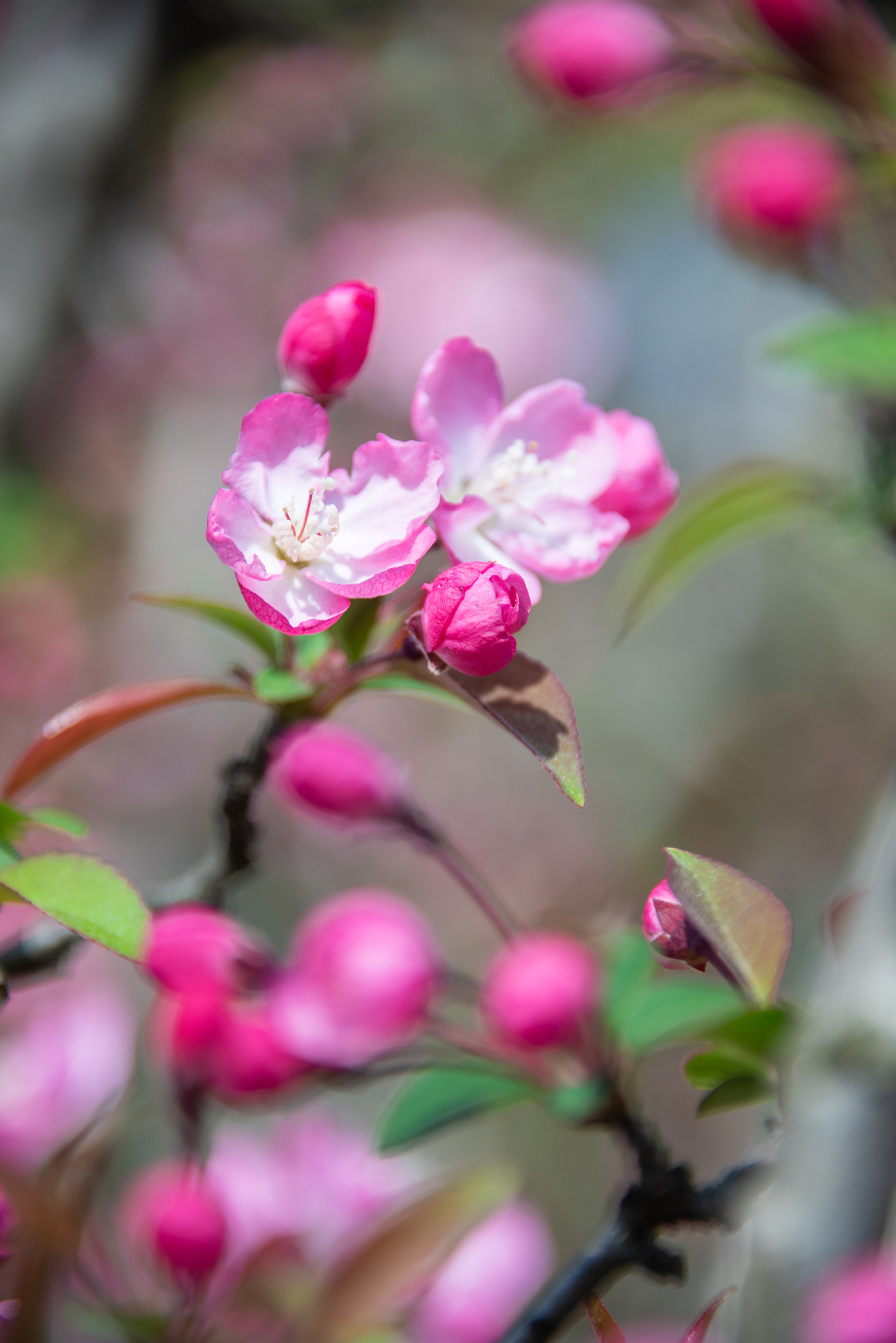 请不少于800汉字的博客文章语言要幽默口语化。主题是：海棠花品种有哪些常见海棠花品种排名