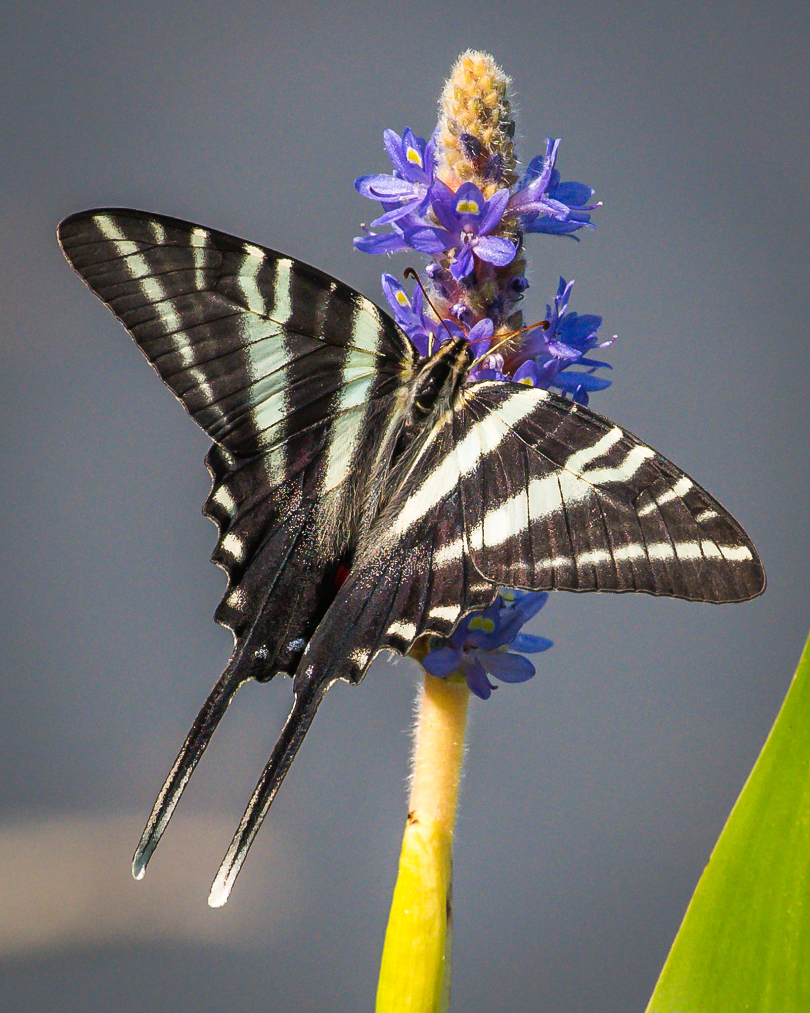 仿生蝴蝶：科技与自然的完美结合 - 探索仿生蝴蝶的奥秘
