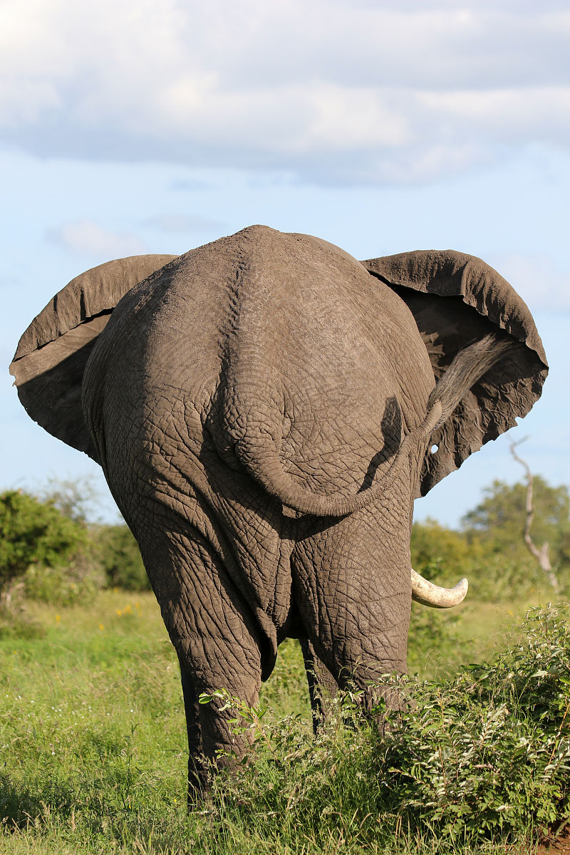 长毛象是什么时候灭绝的？