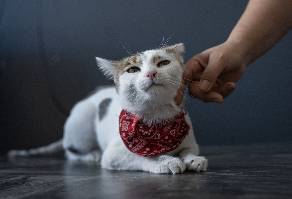 揭秘宠物选择背后的性别刻板印象，女养狗男养猫真的靠谱吗？