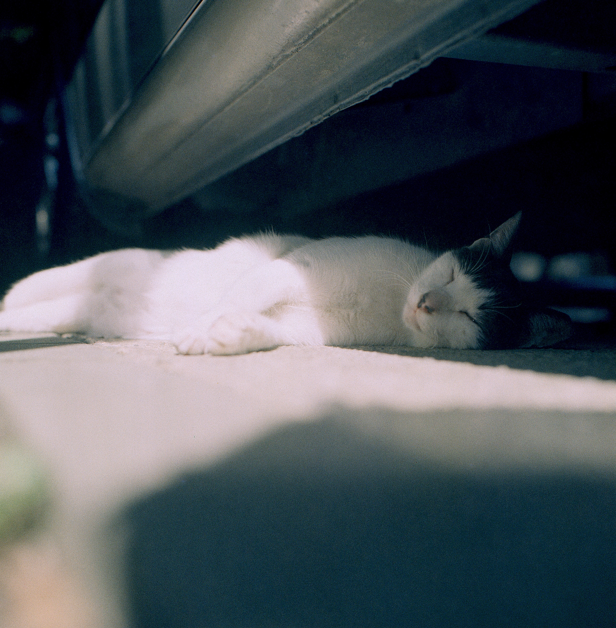 the cat sleeping under the car