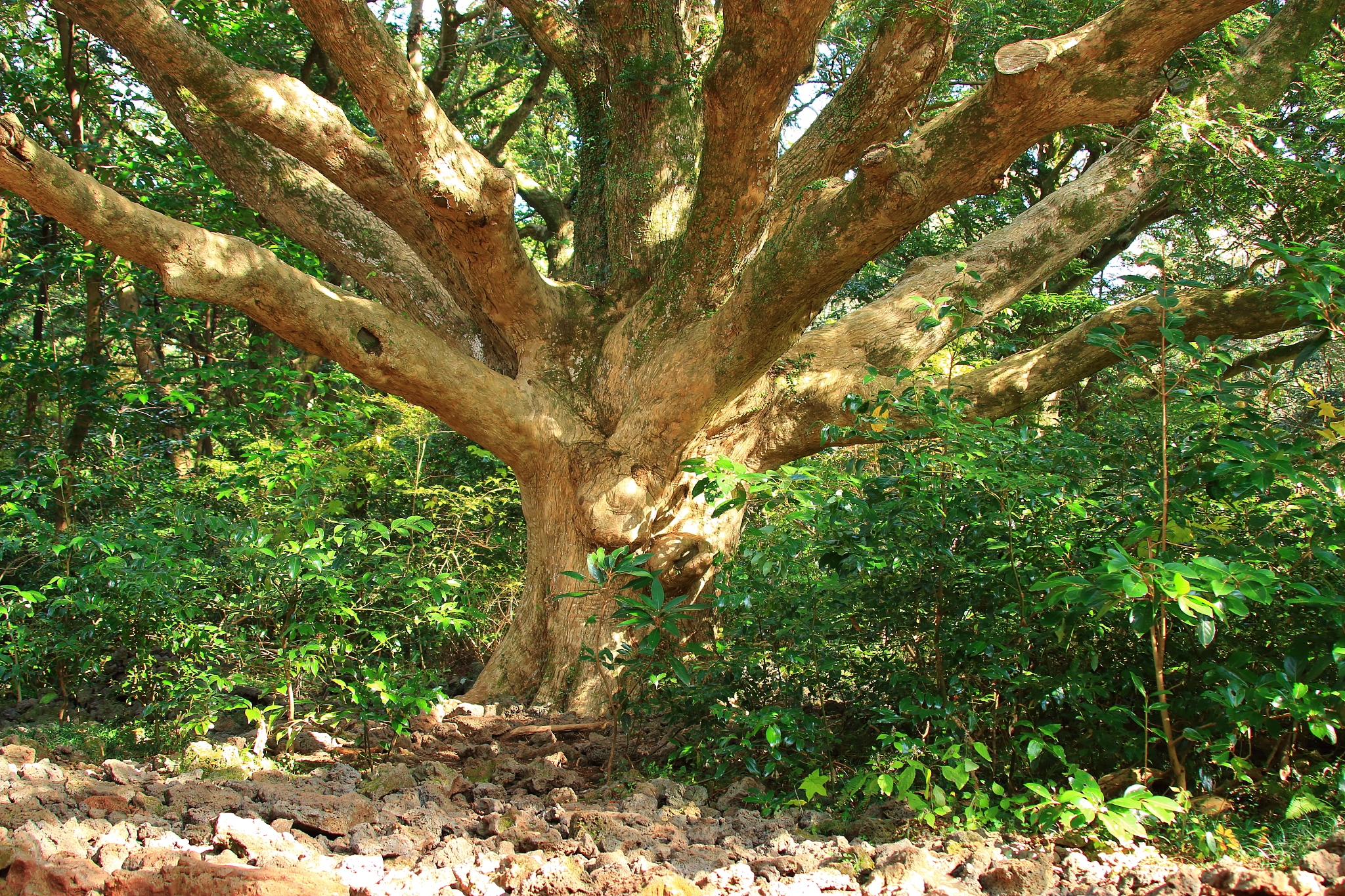 visa forest, forest, promenade, pitonchid,