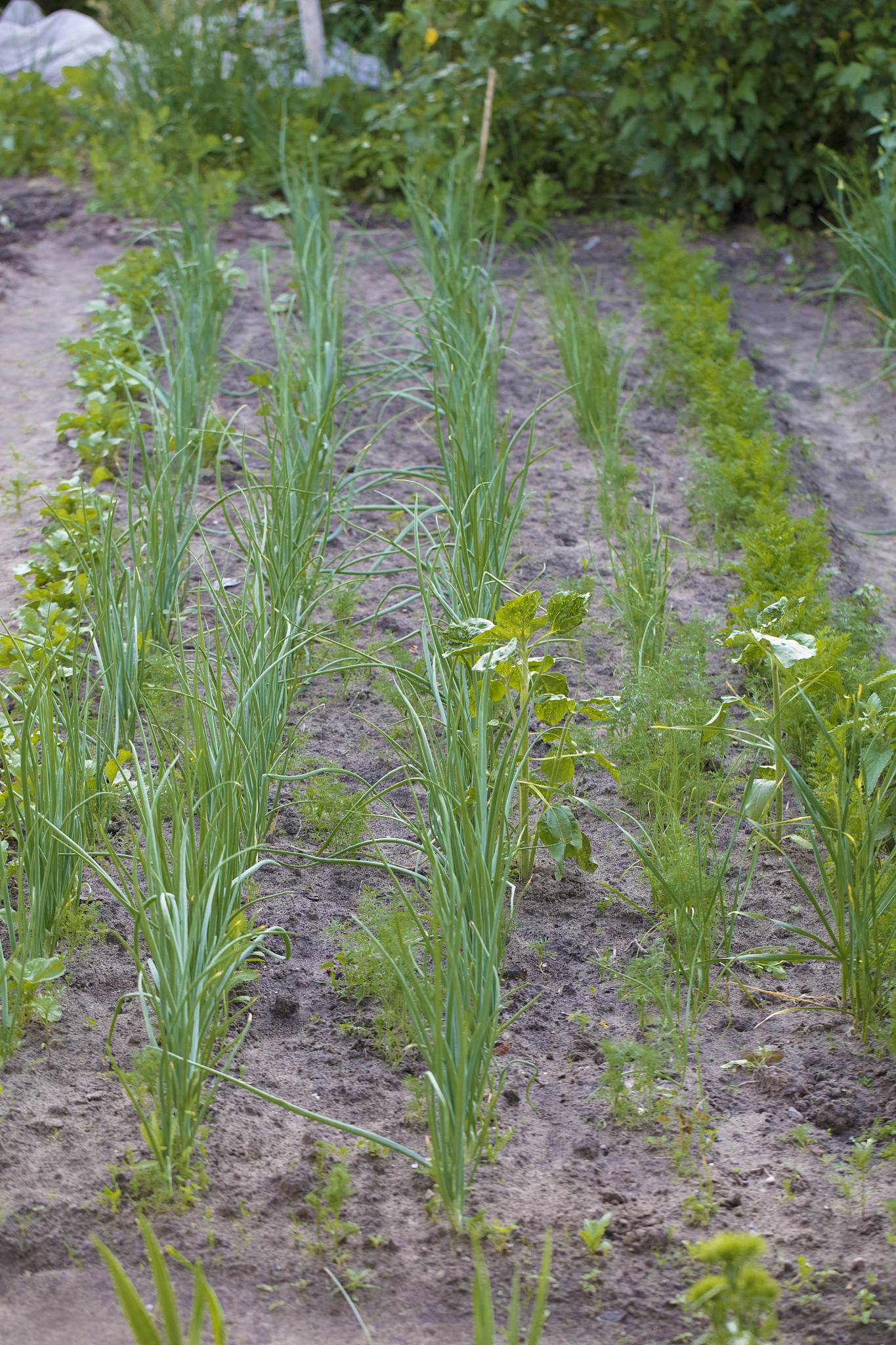 garden in the country with green onions.