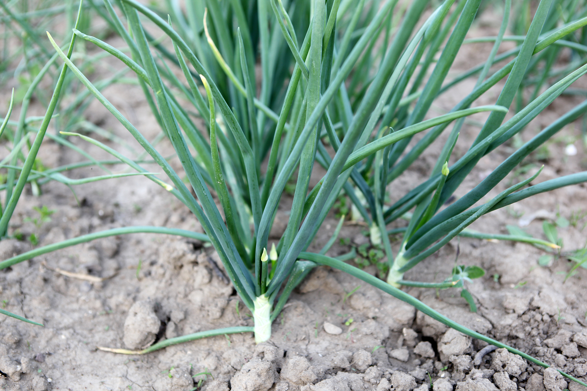green onion