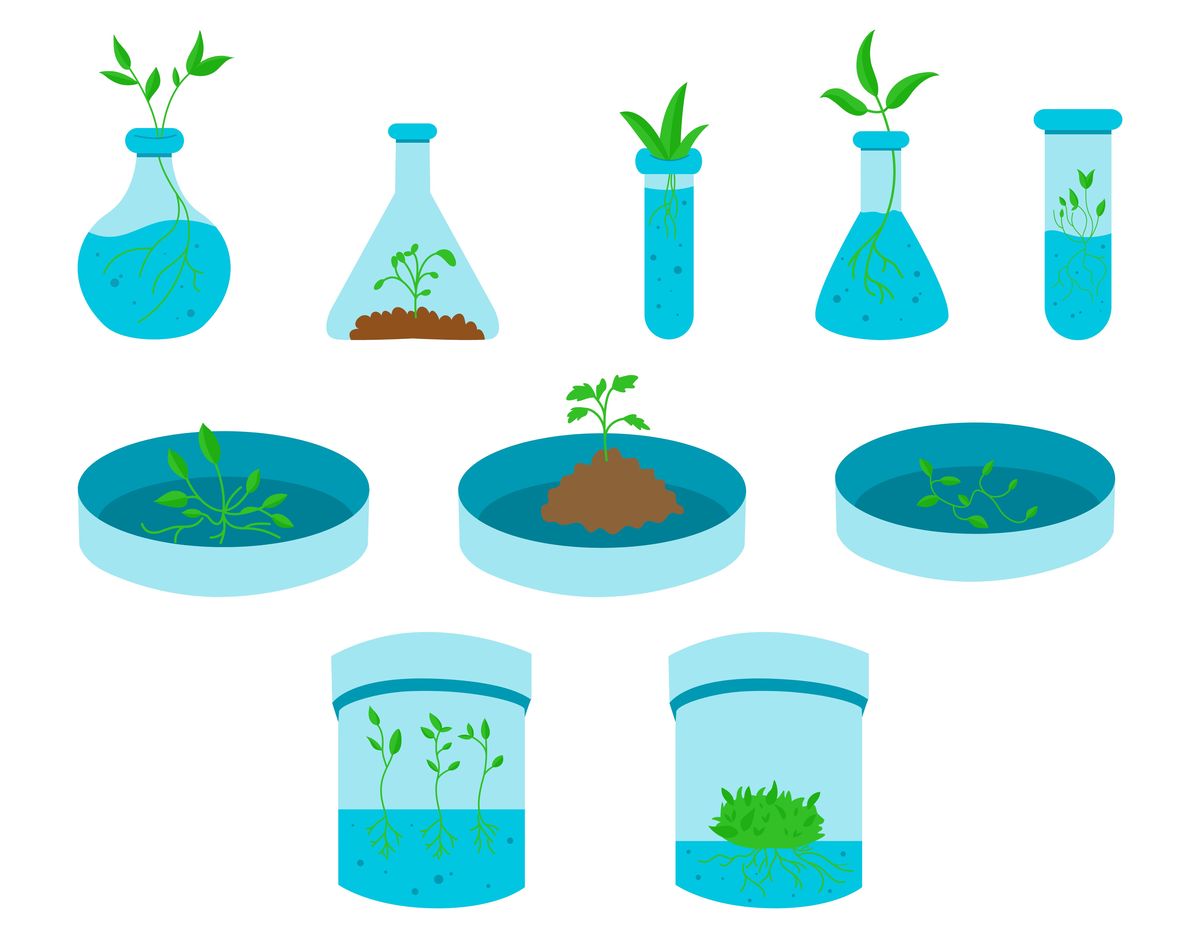 三年级科学小实验：植物需要阳光吗？