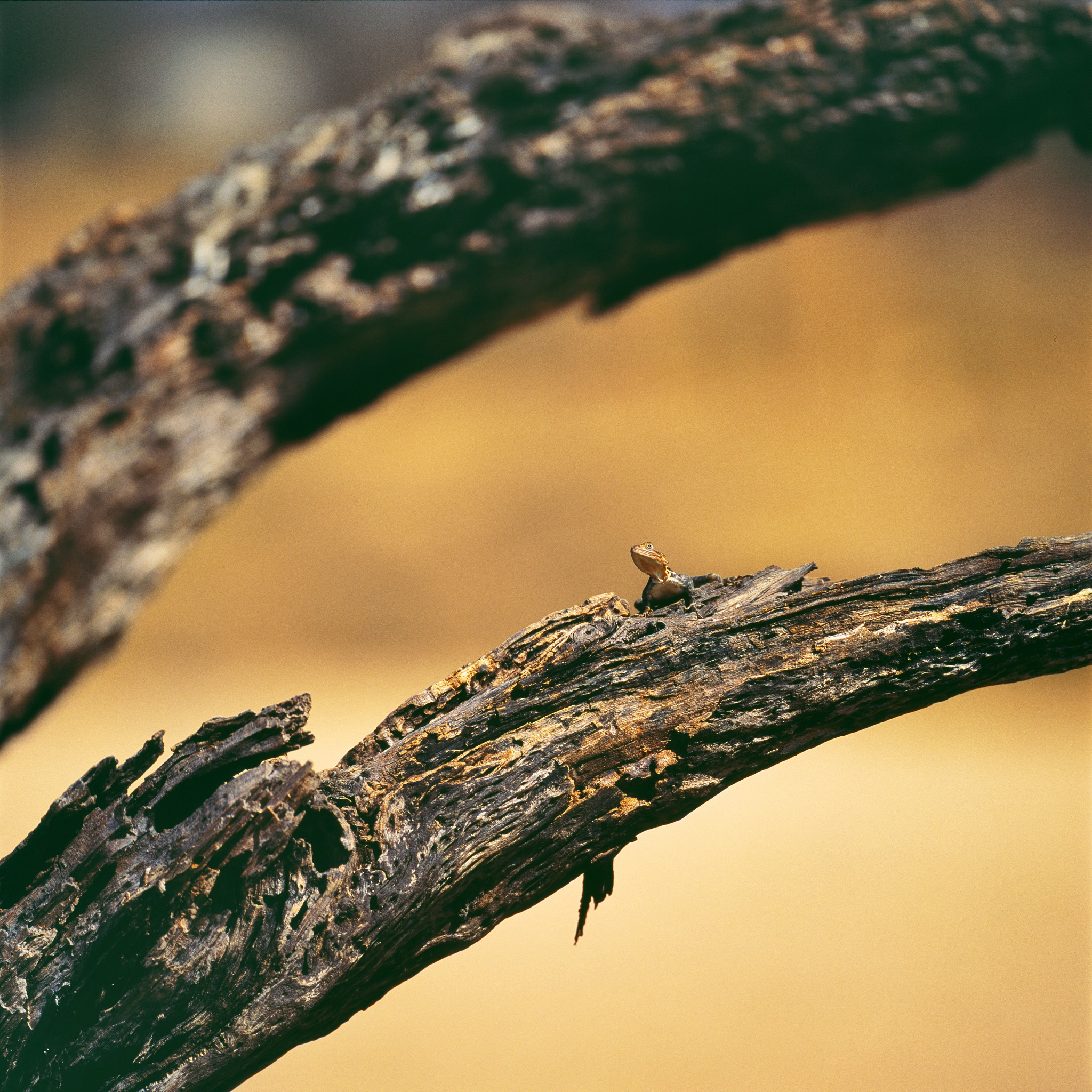 摄影与自然：捕捉大自然中的壮美与细微之美