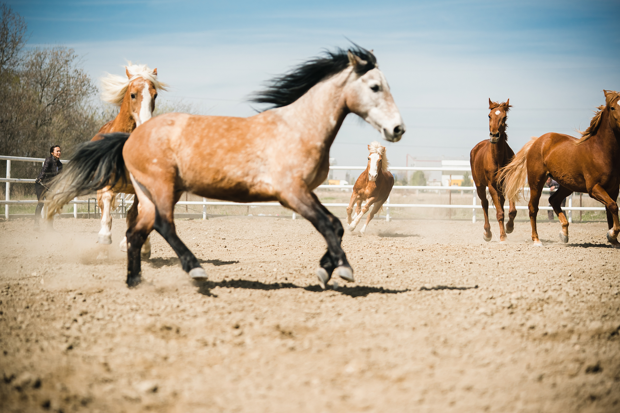 freedom for horses