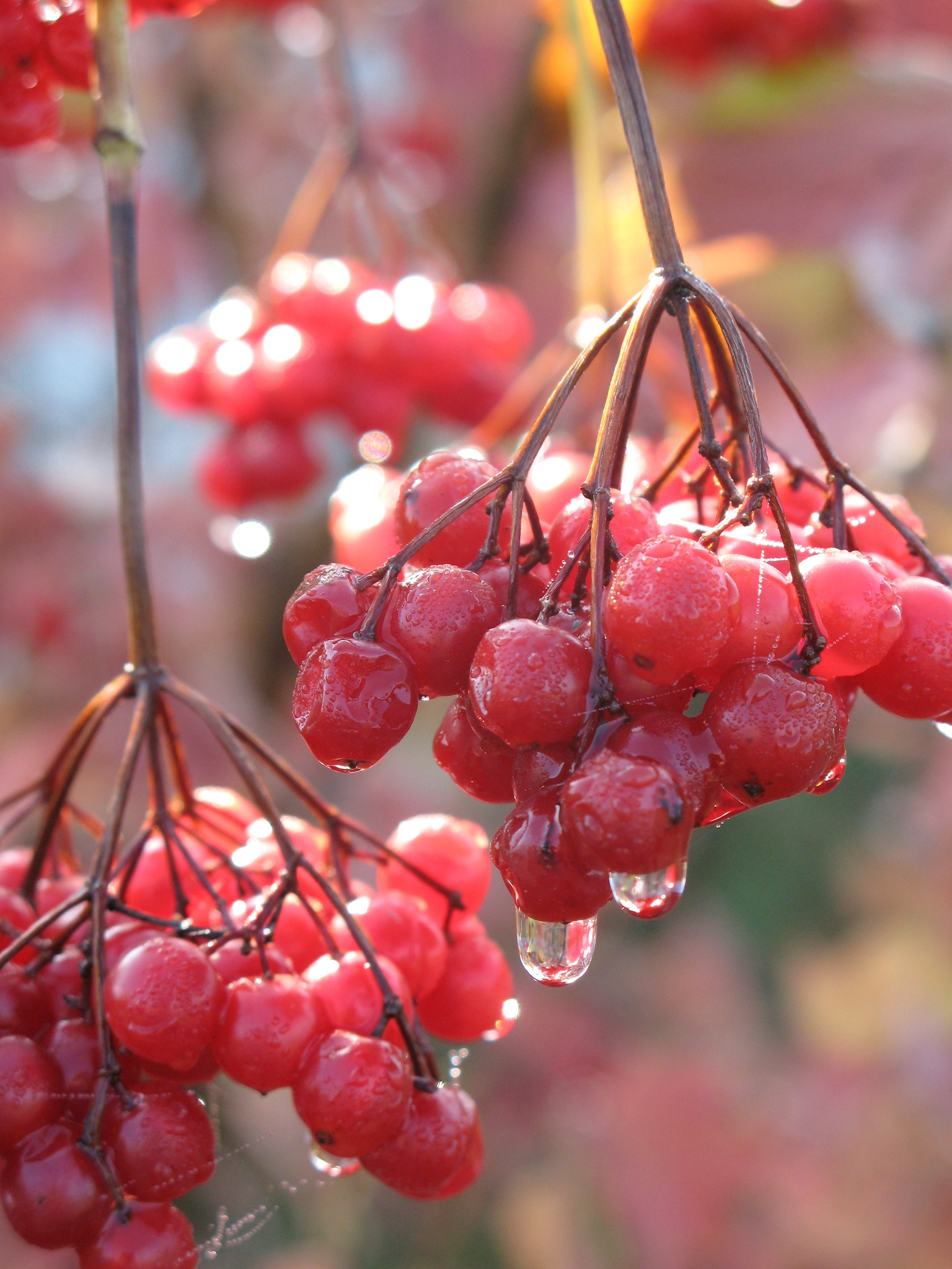 cranberry
