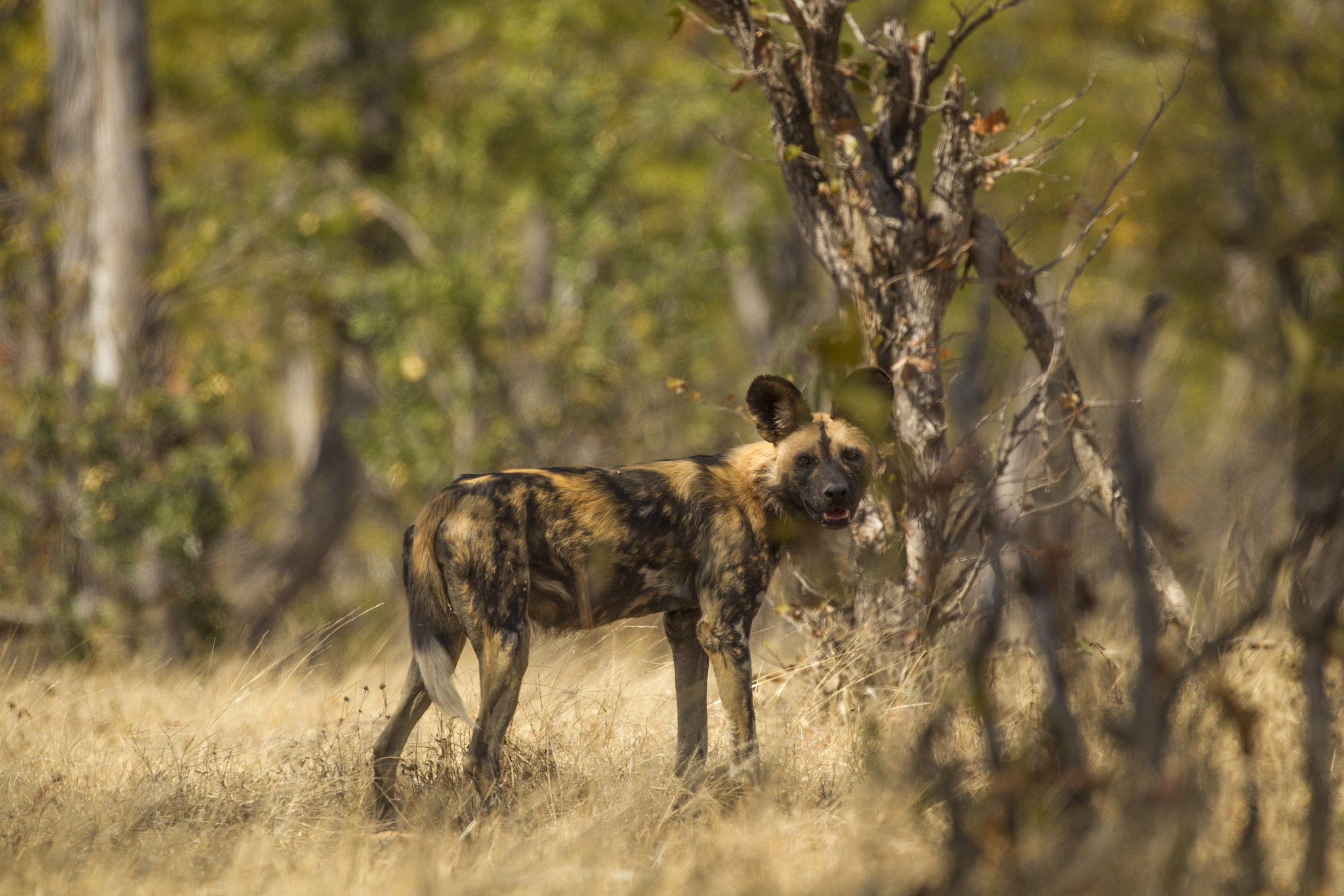 african wild dog (lycaon pictus), mana pools, zimbabwe