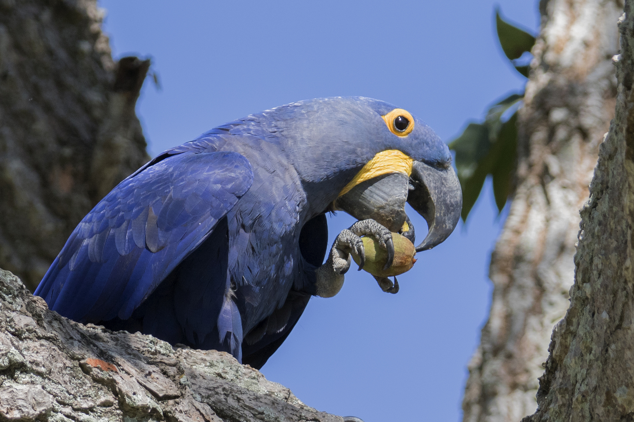 hyacinth macaw eating fruit close-up
