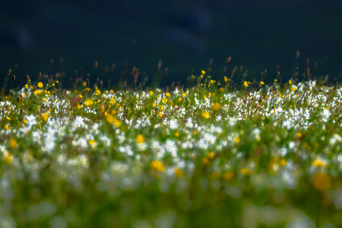 djA DJ short for disc jockey is a person who selects and plays recorded music for an audience They use various equipment such as turntables or a digital controller to mix and blend different songs tog