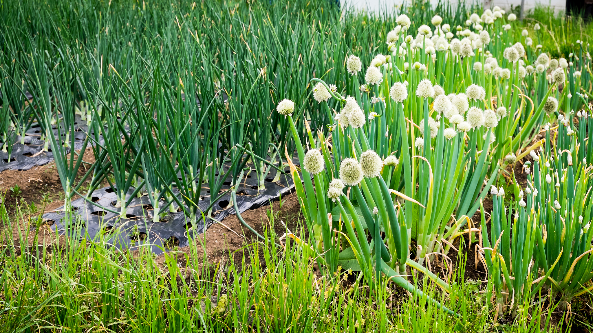 菜园,<strong>葱属</strong>植物花,美,葱,水平画幅,泥土,夏天,特写,白色,田地