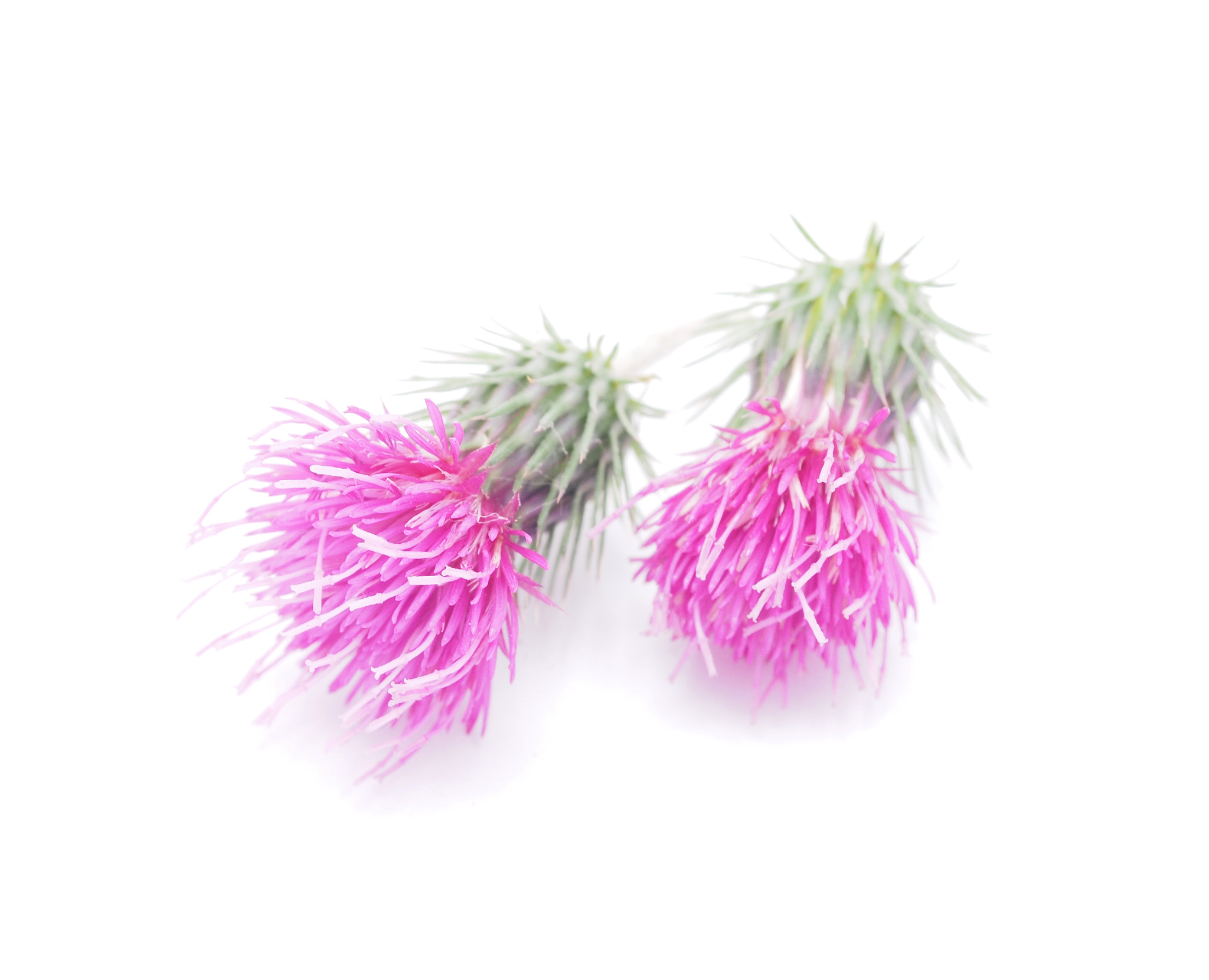 burdock flowers on a white background