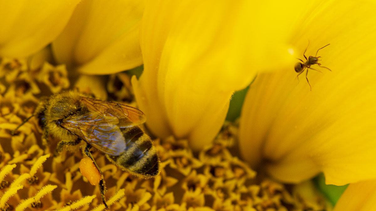 要有一定量的样本数株数种类至少要十几种水稻昆虫至少要鉴定到目或者科最后统计分析。