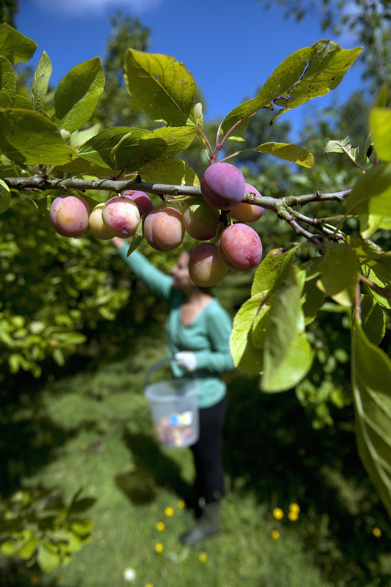 woman (33 years old) picking plums (prunus domestica), 'opal', j