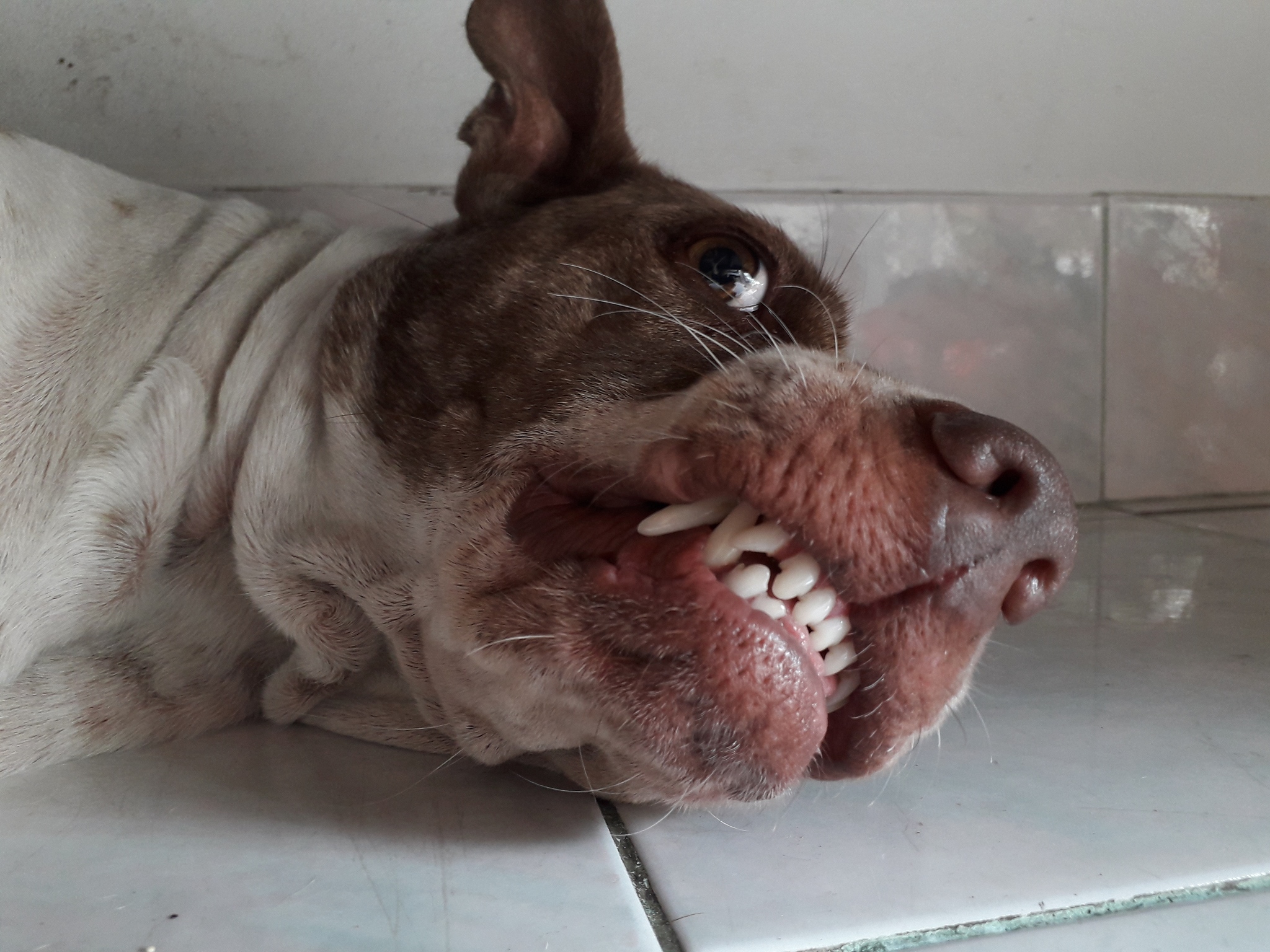 你是一个宠物专家熟悉各种宠物习性我希望用你的专业知识帮助我解决一些宠物相关的问题并已文章的形式呈现文章要做好问题关联细分并详细说明字数最好不低于1000字。现在有这么一个标题：狗狗的鼻子多久全黑？特别注意在文章中不要出现首先、其次、最后、接下来、综上所诉字眼。