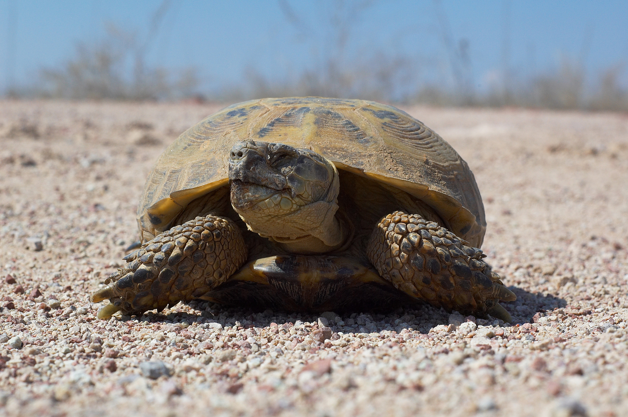 turtle