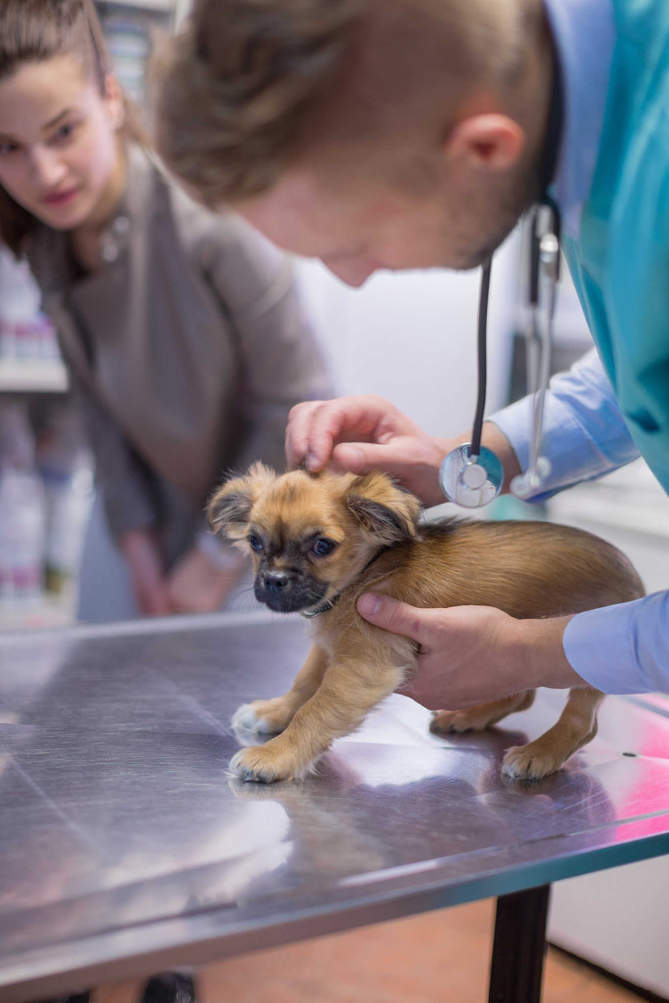 黑龙江生物科技职业学院宠物临床诊疗技术专业如何好学吗