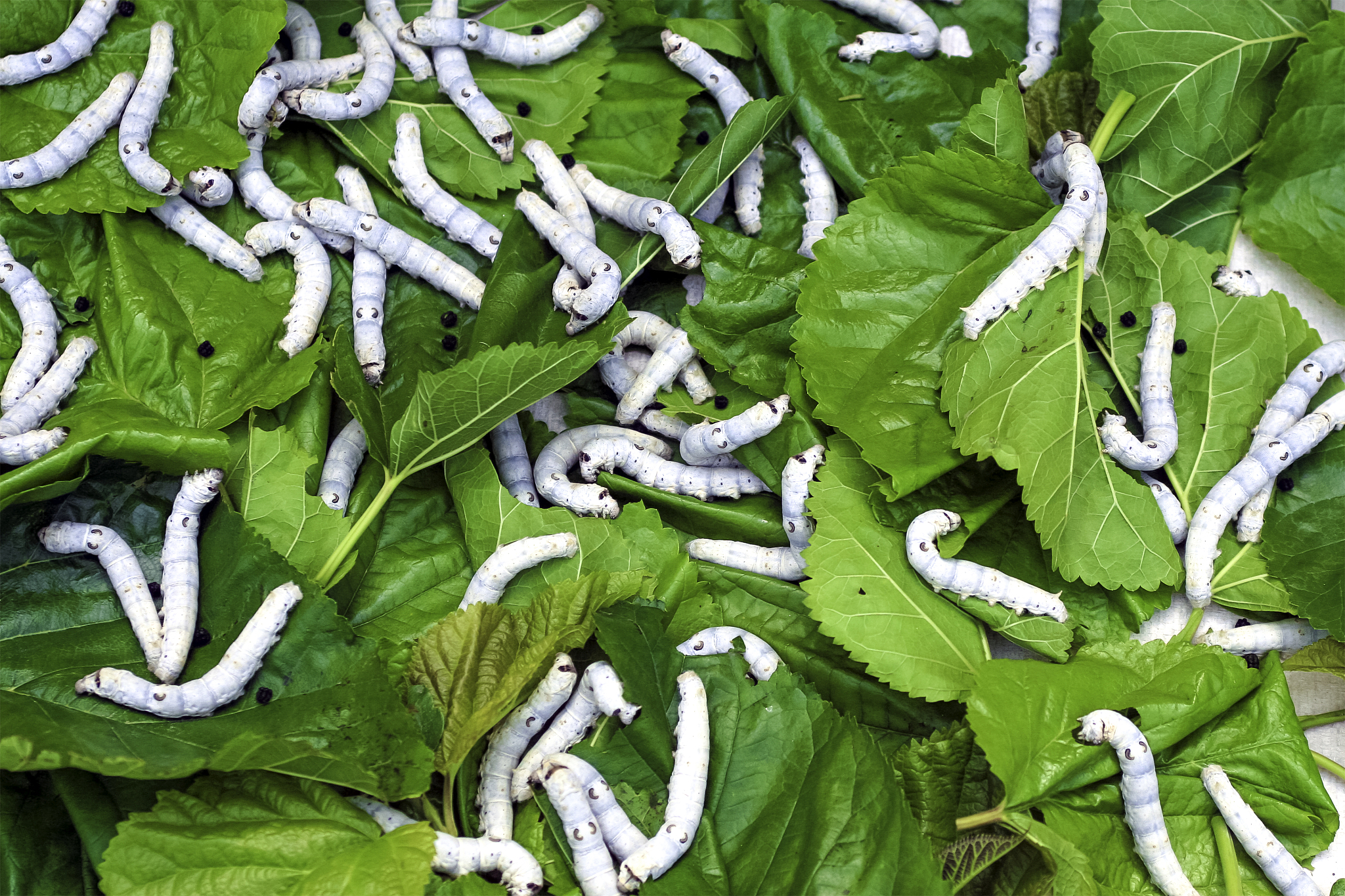 请帮我写1篇650字的博客文章主题是：蚕宝宝除了吃桑叶还能吃什么