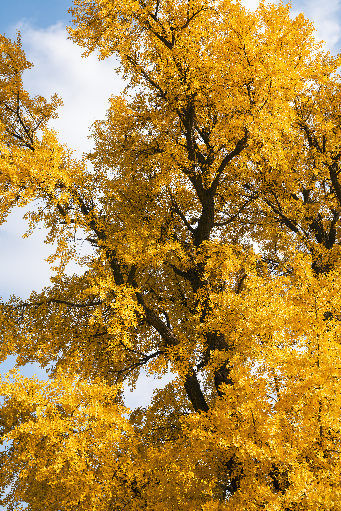 年年康银杏叶精口服液: 真实功效大揭秘，专家观点深度解读