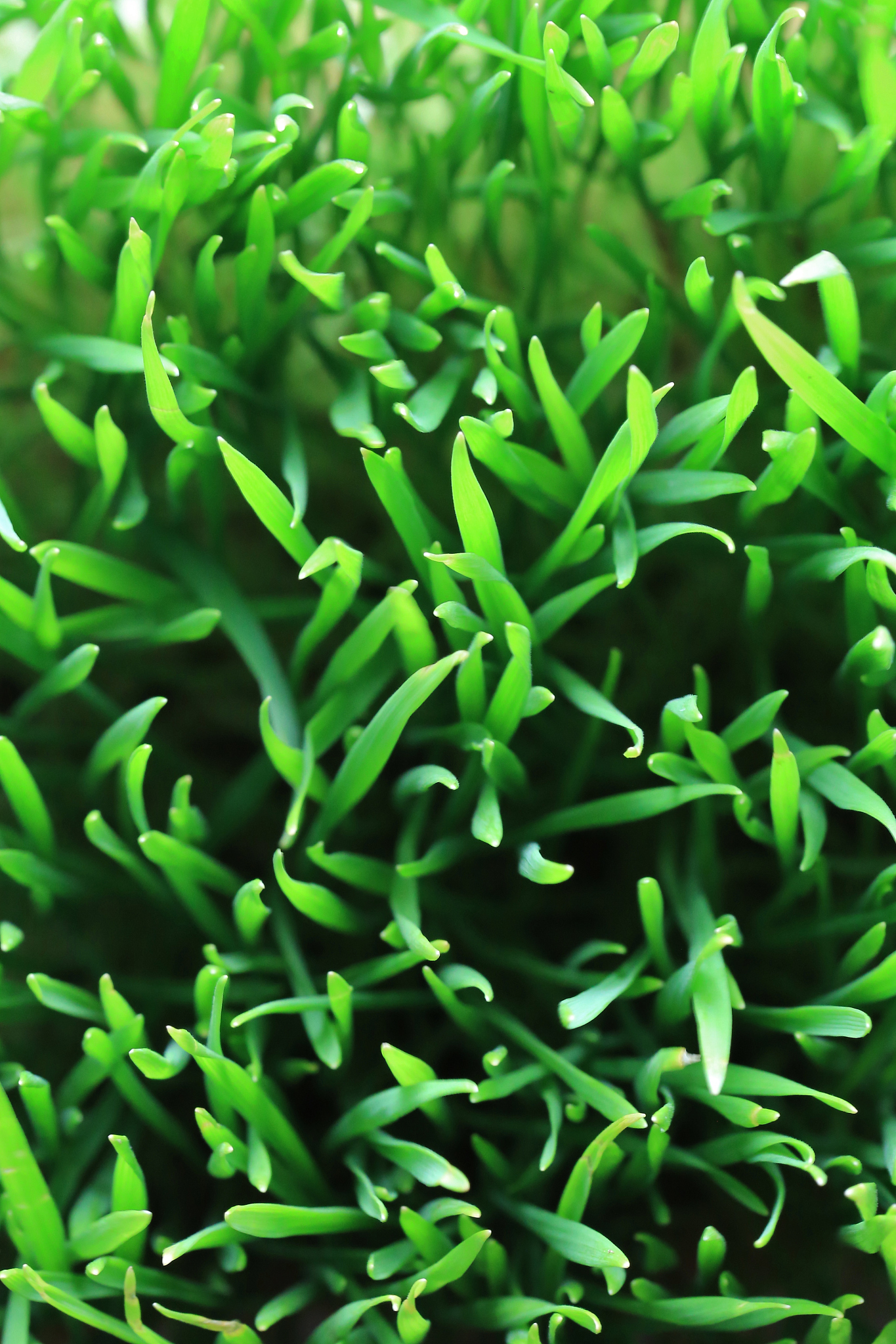 high angle view of a wheatgrass plant (triticum aestivum)